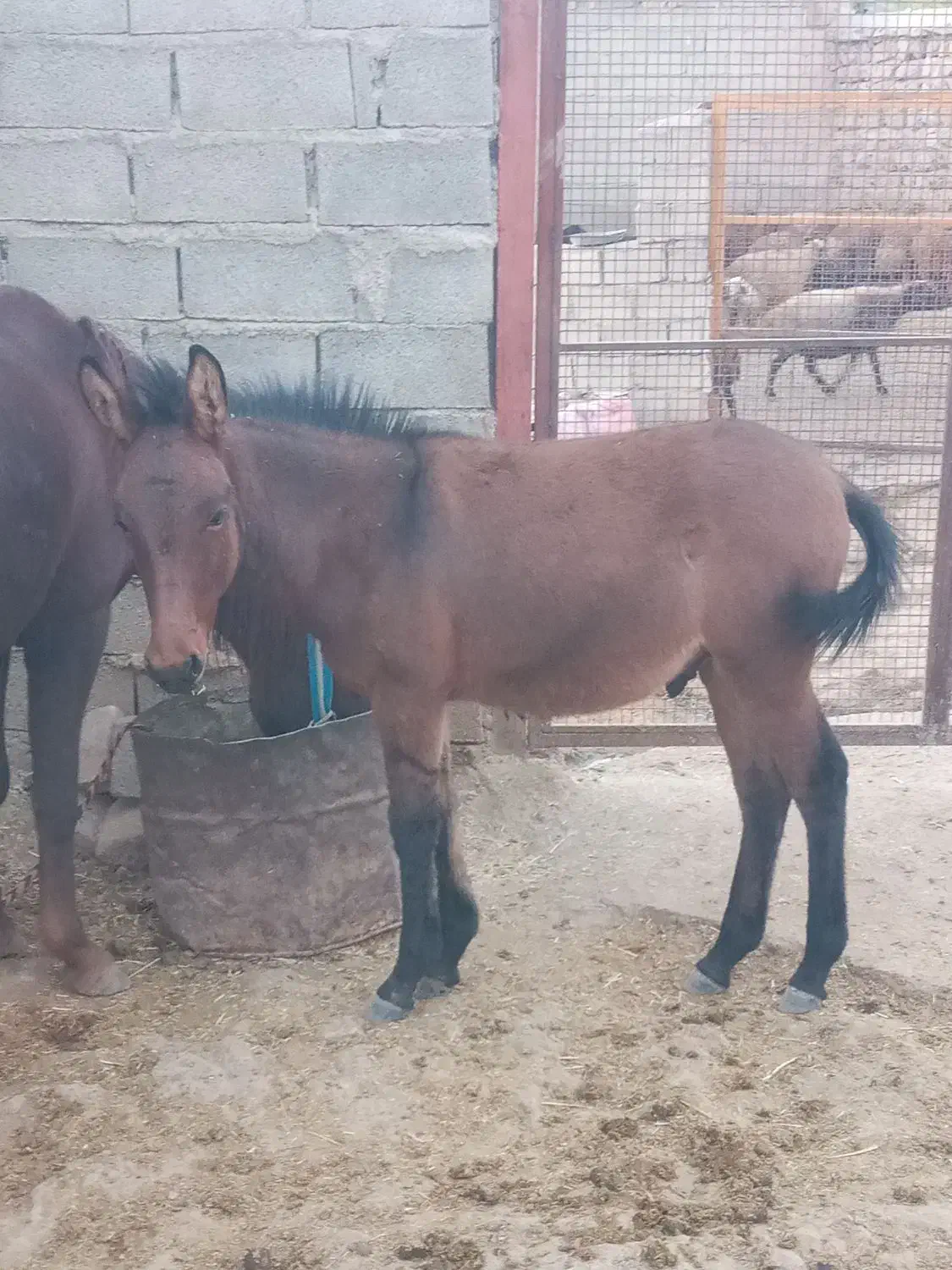 مادیون با قاطر نر|اسب و تجهیزات اسبسواری|چگنی, |دیوار