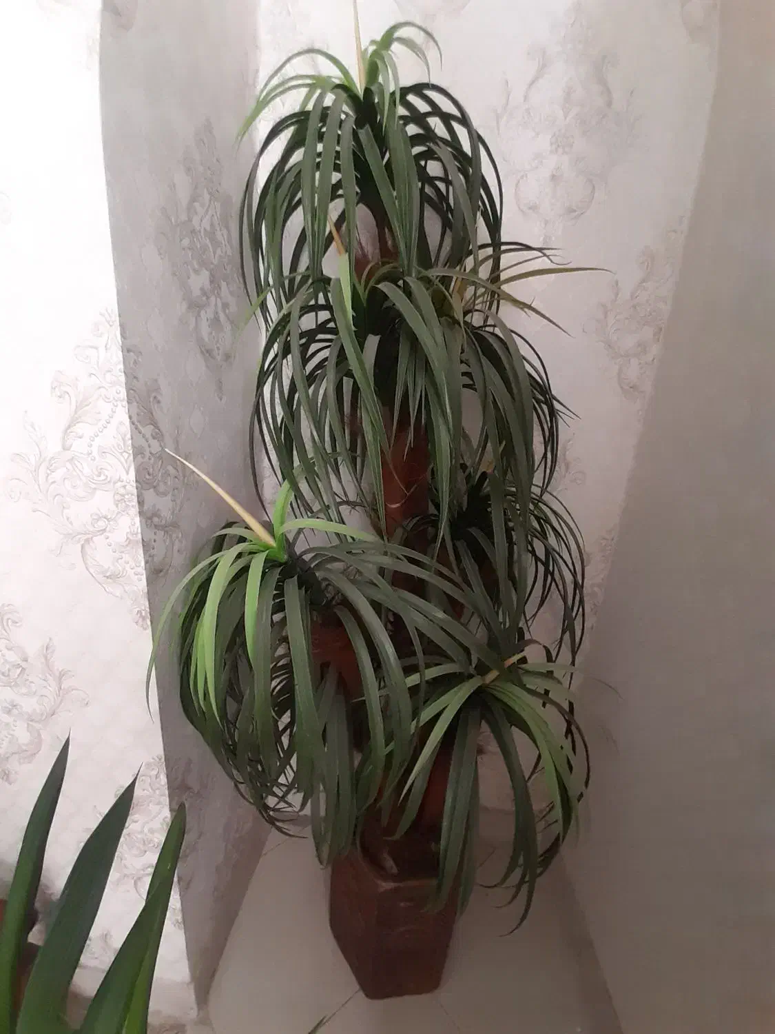 نخل زینتی با گلدان سرامیک هخامنشی|گل مصنوعی|شهریار, شهریار|دیوار