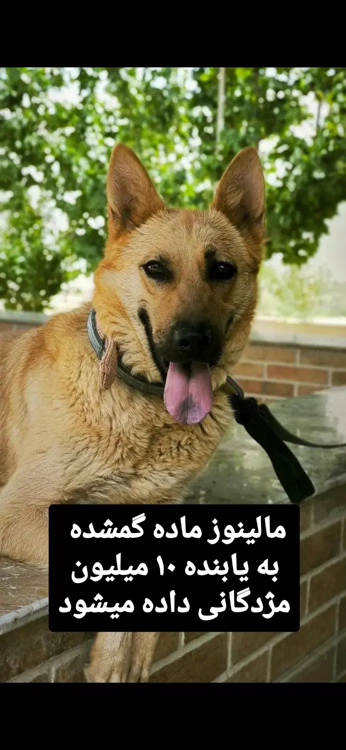 گمشده ۱۰ میلیون مژدگانی داده میشود|حیوانات|اصفهان, آزادان|دیوار