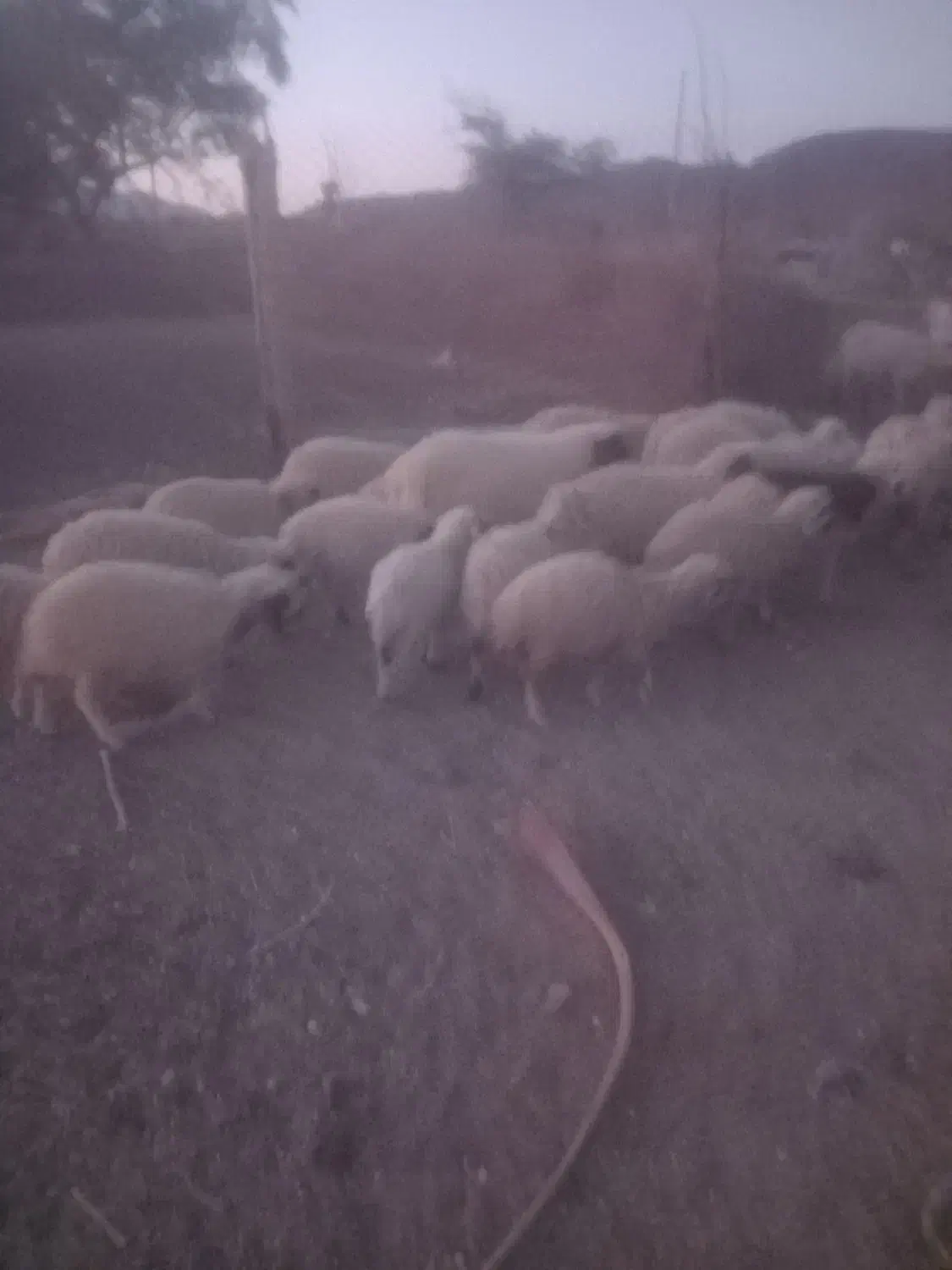 بره نر|حیوانات مزرعه|جیرفت, |دیوار