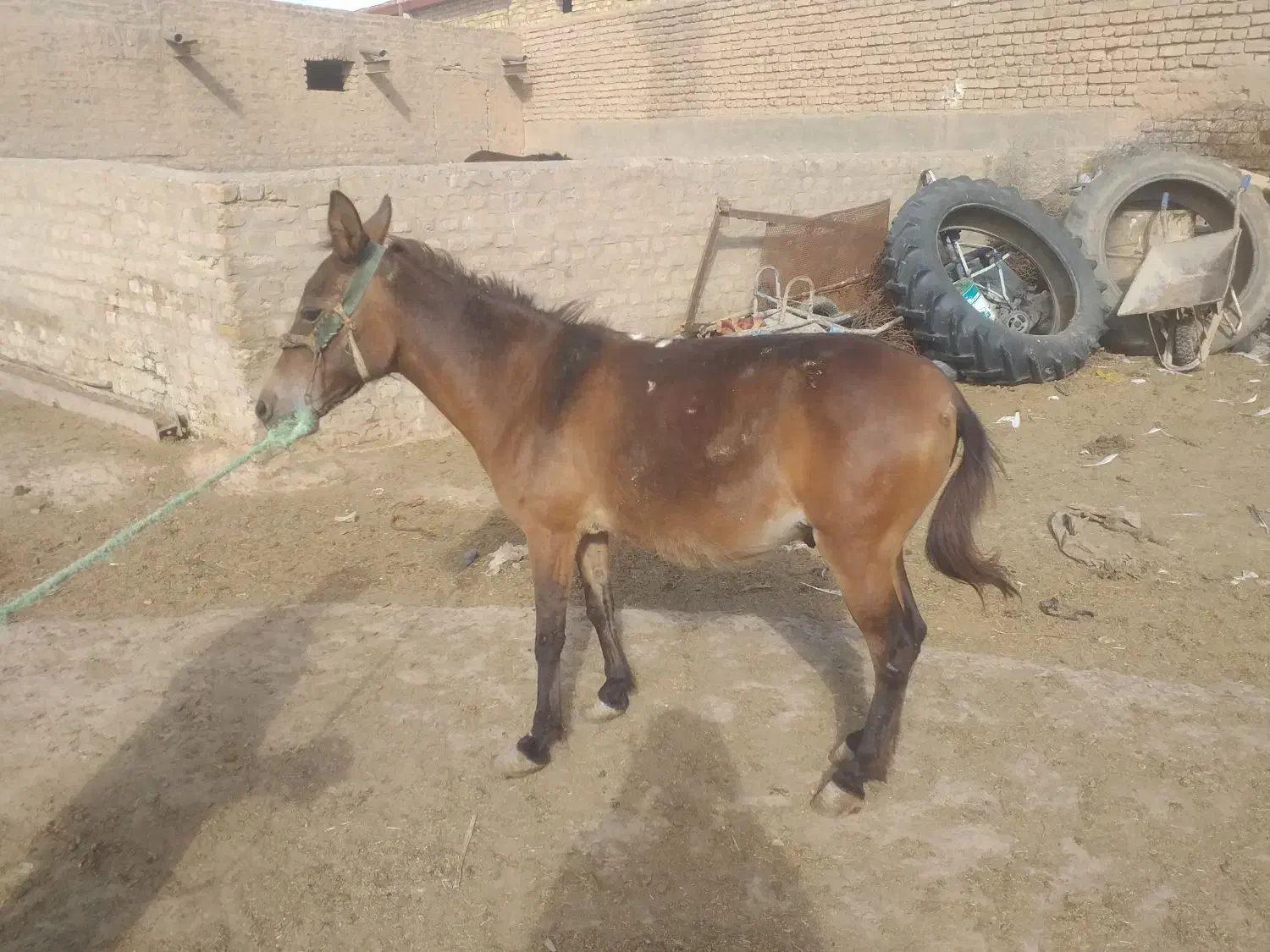 قاطر نر جوان درشت|حیوانات مزرعه|رامند, |دیوار