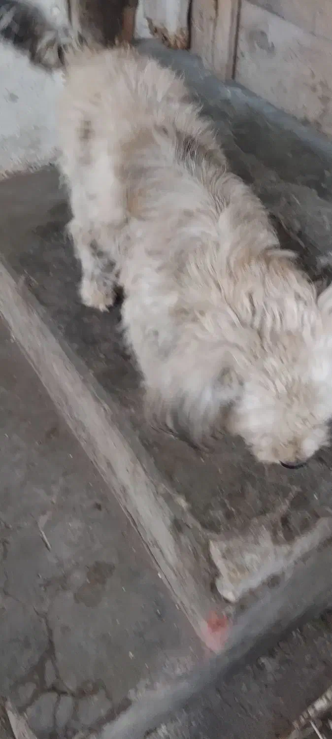 سگ تریر واگذاری|سگ|لاهیجان, لاشیدان|دیوار