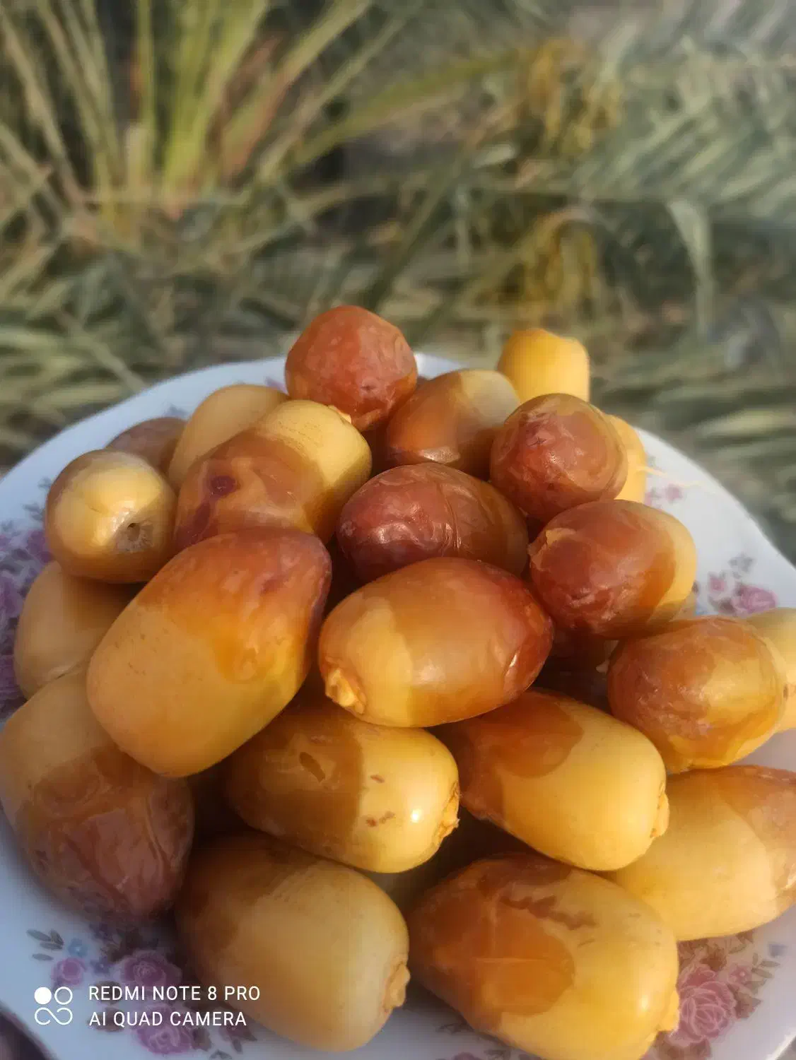 فروش تعدادی پاجوش نخل|گل و گیاه طبیعی|کاکی, |دیوار