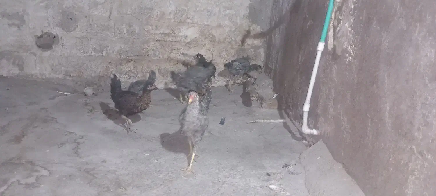 مرغ و خروس|حیوانات مزرعه|زاهدان, |دیوار