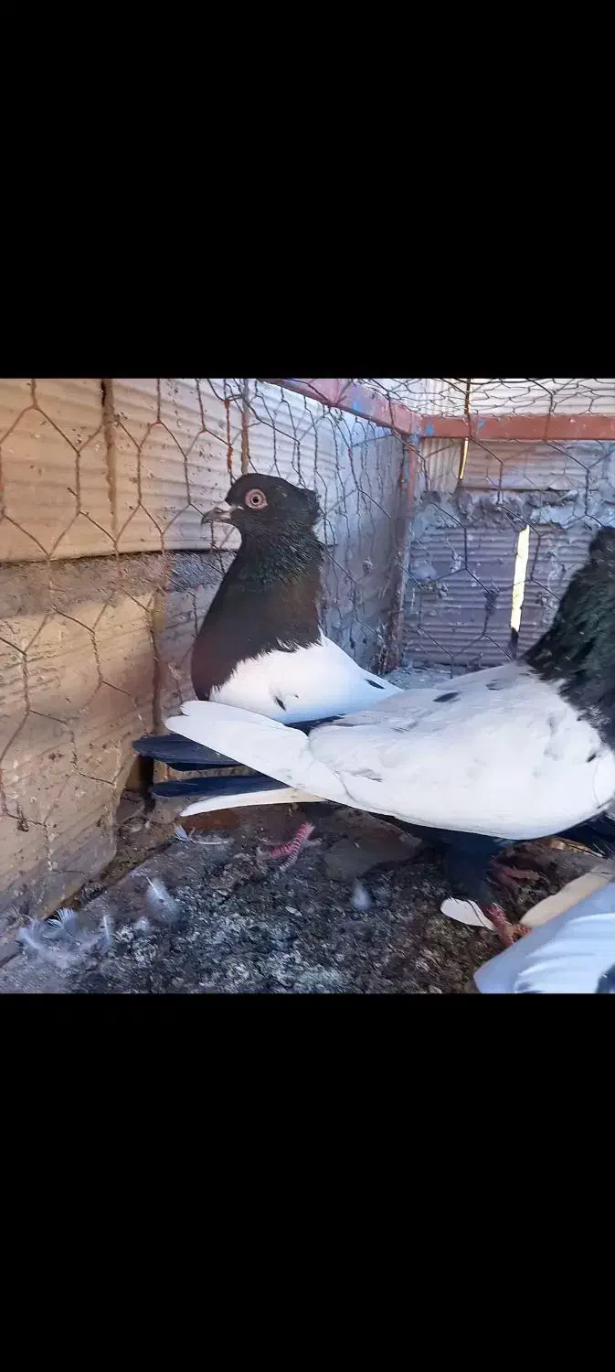 ۶ تا حیون درجه یک|پرنده|قائن, |دیوار