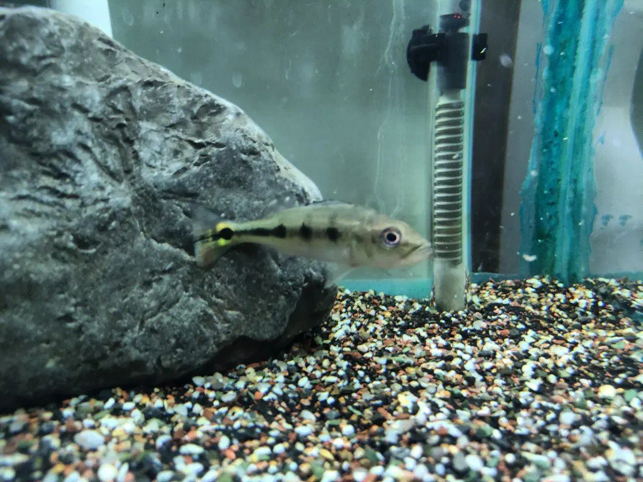 دو عدد پیکاک اسلاریس و یه دراگون خالص|ماهی|خرمآباد, |دیوار