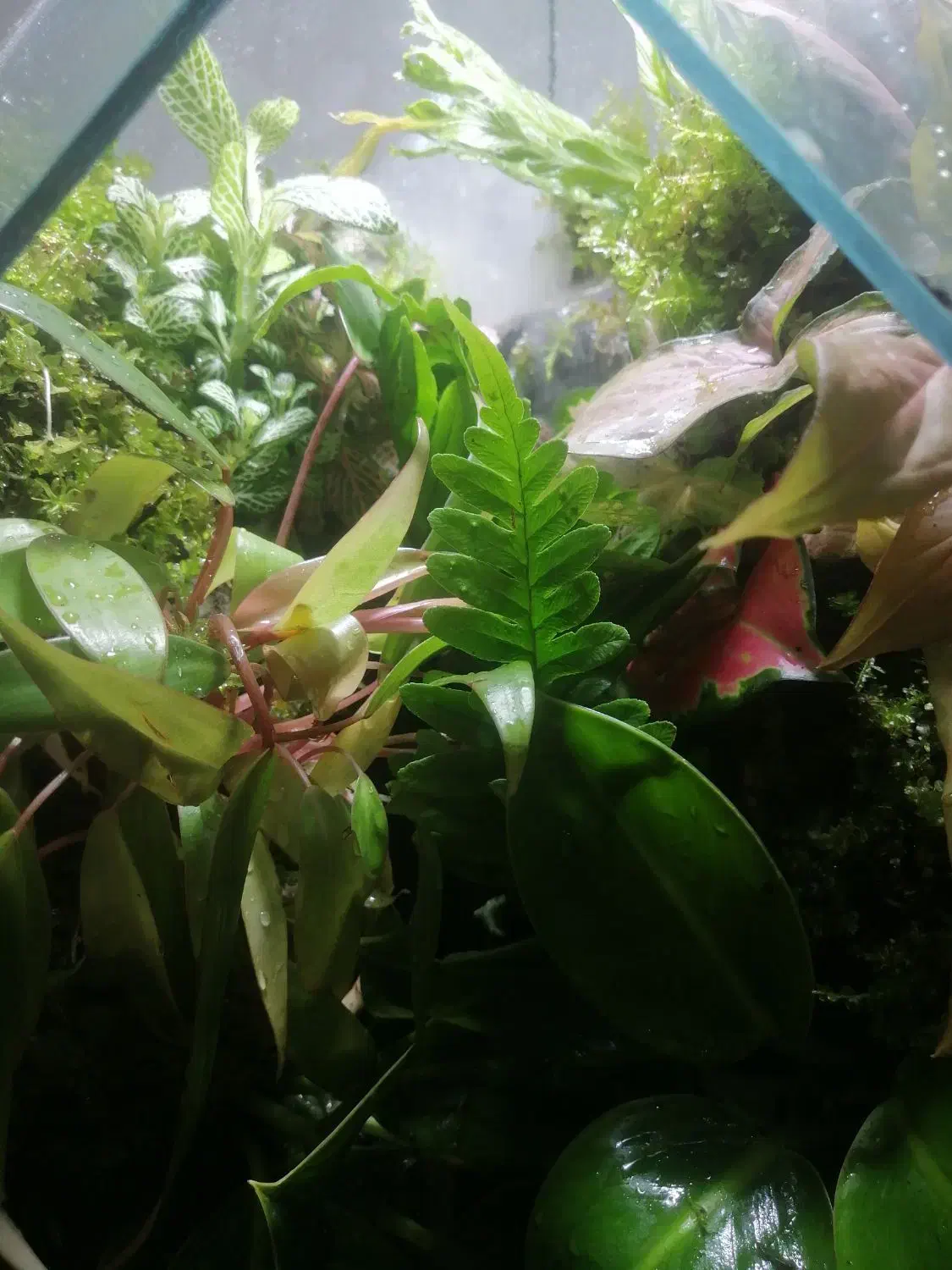 پالاداریوم طبیعی|ماهی|رشت, کوی مهر|دیوار