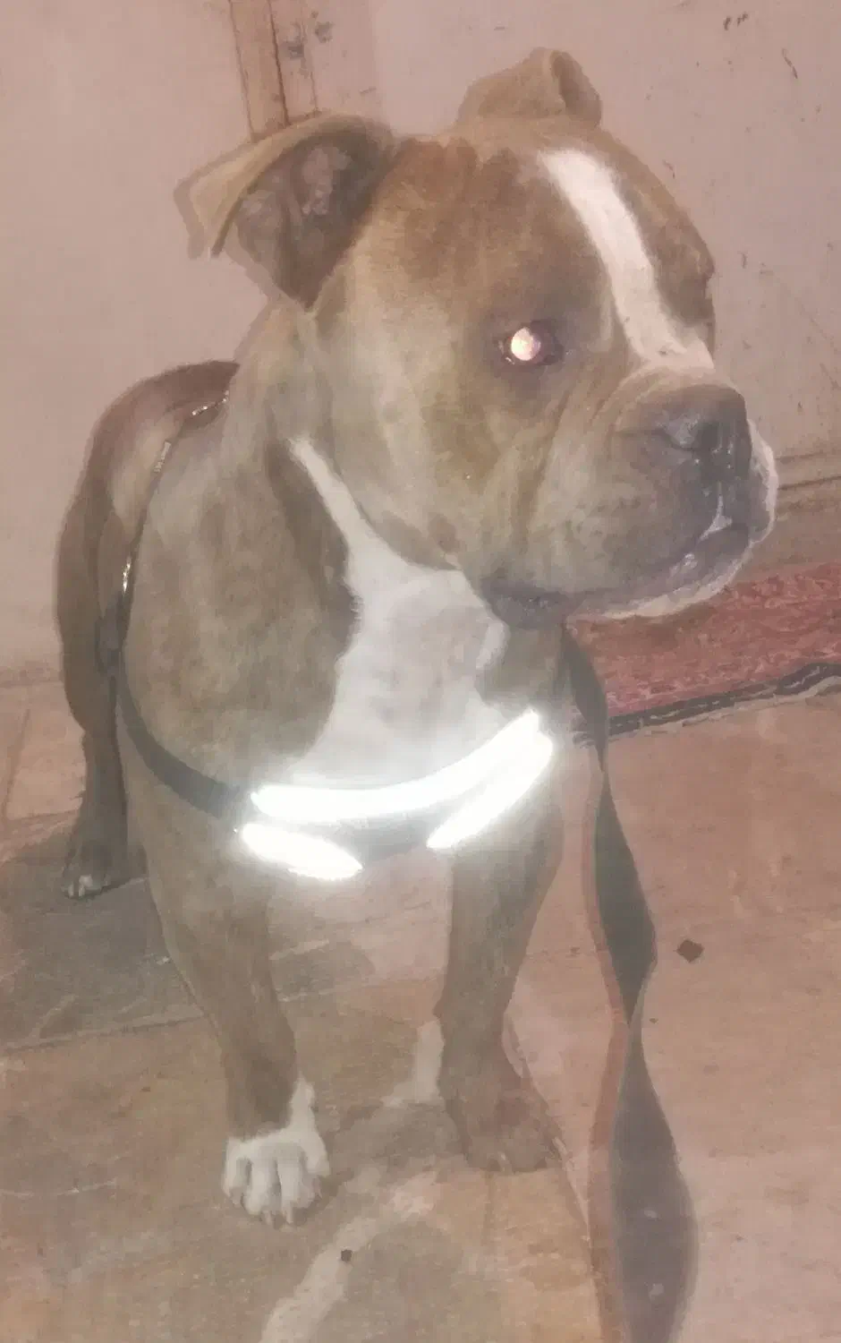 سگ پیت بول|سگ|مشهد, وکیل‌آباد|دیوار