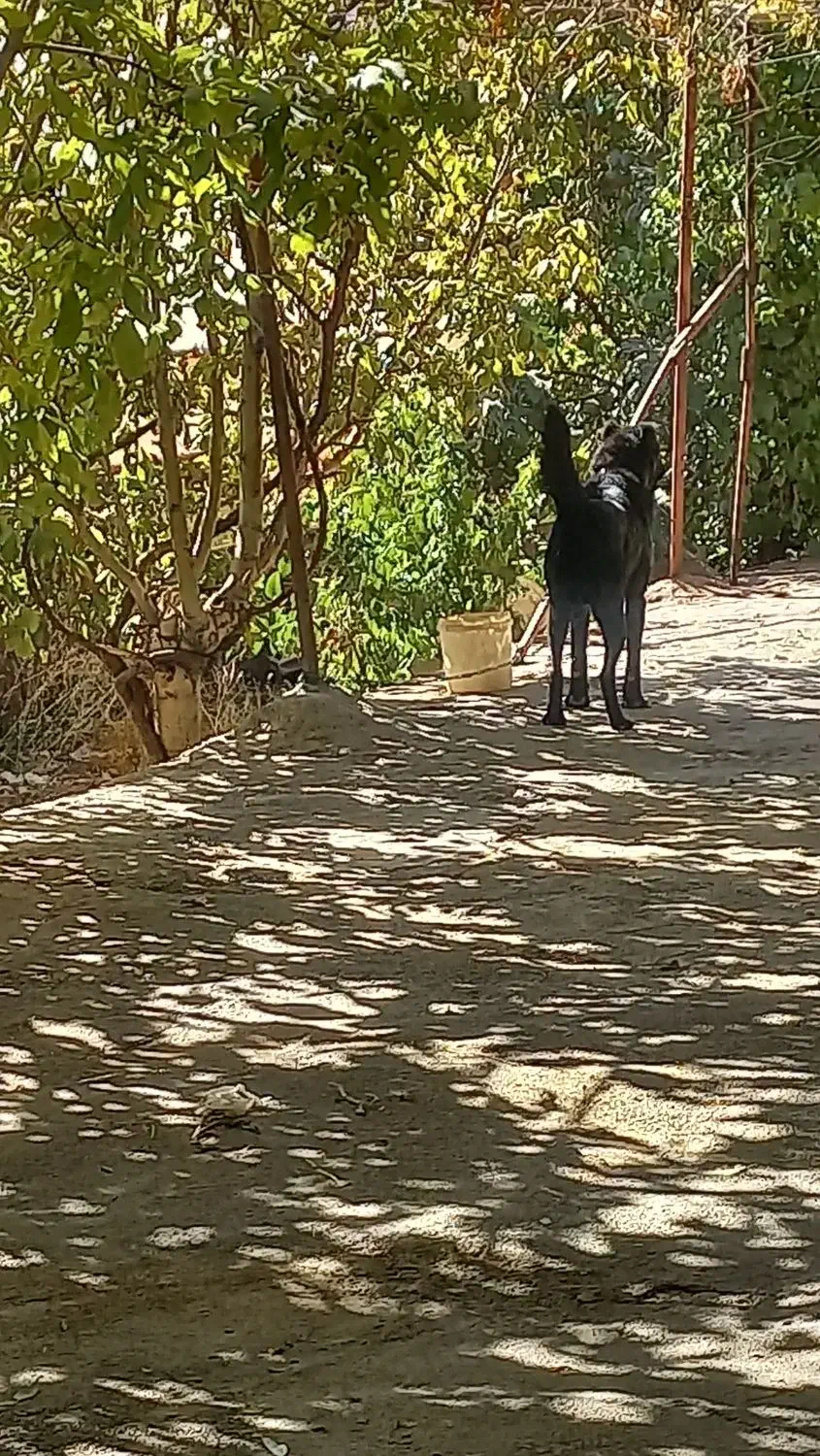 سگ درجه یک|سگ|محلات, |دیوار