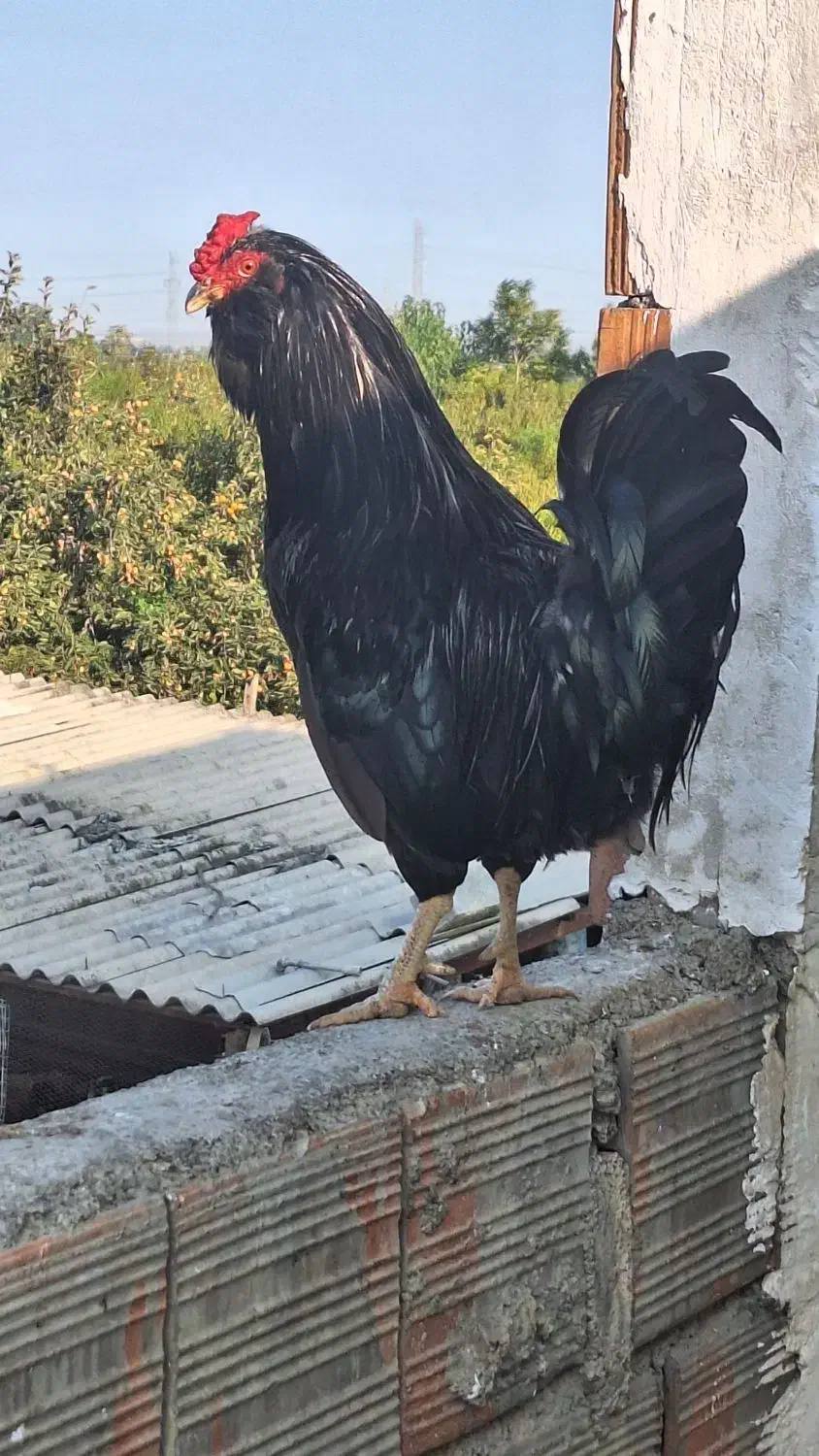 تخم مرغ گلین ریشو چهل تاج اصیل|حیوانات مزرعه|گرگان, |دیوار