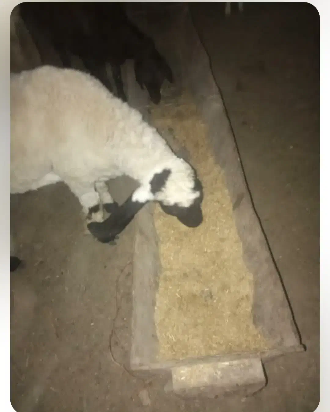 بره نر|حیوانات مزرعه|گنبد کاووس, |دیوار