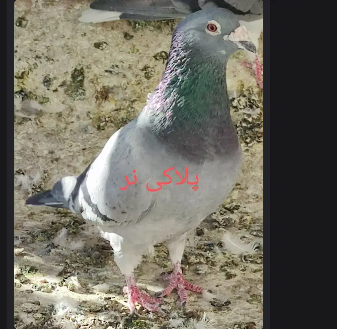 یک جفت پلاکی اصل|پرنده|ابریشم, |دیوار