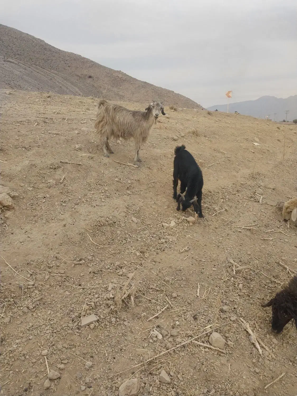 بز کهره دار|حیوانات مزرعه|درودزن, |دیوار