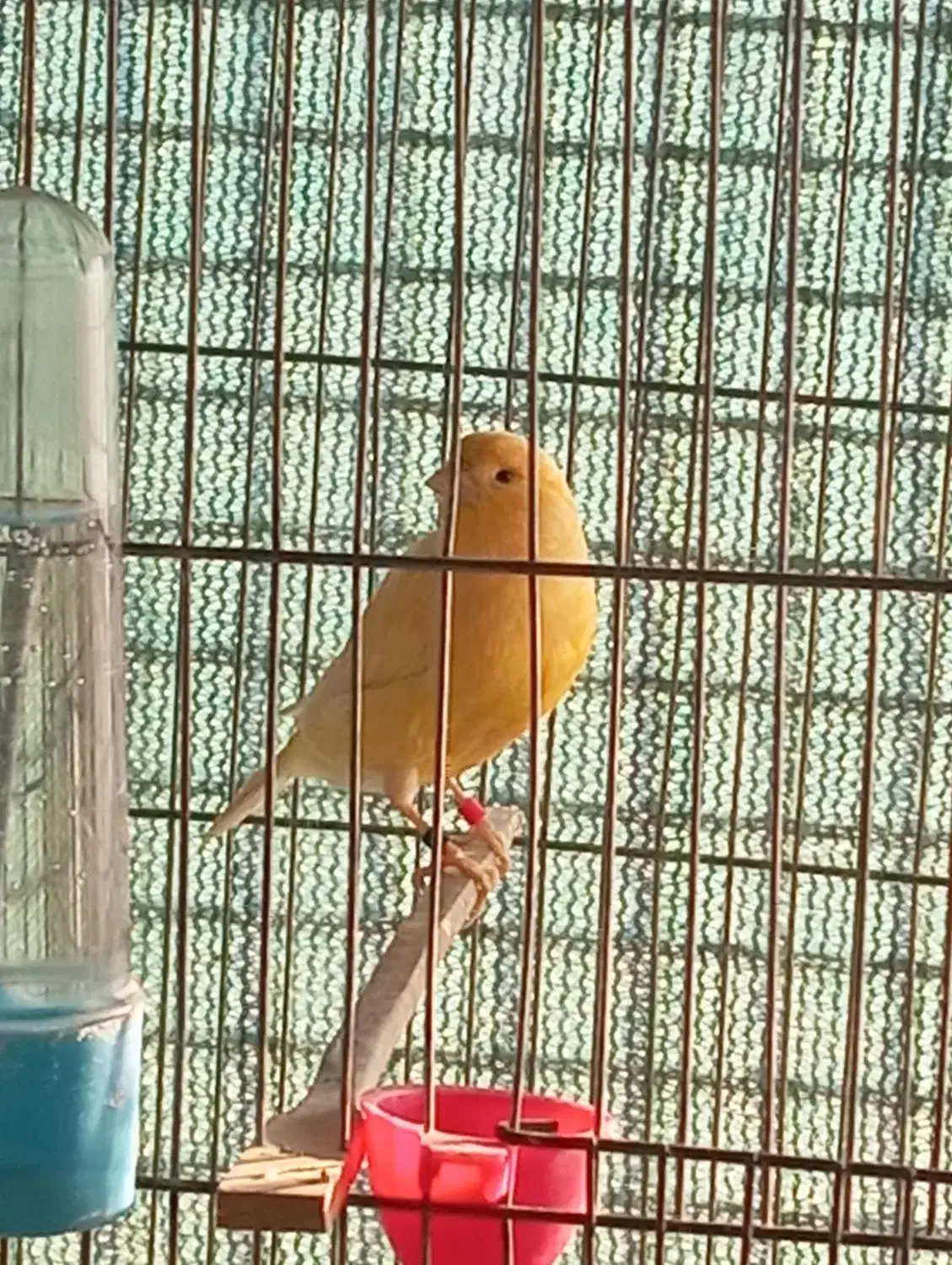 قناری نر|پرنده|پاکدشت, شهرک امام رضا|دیوار