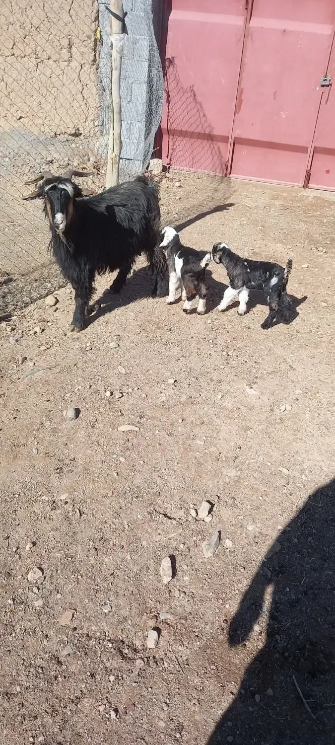 بز ترکی دوقلوزا|حیوانات مزرعه|لنجان, |دیوار