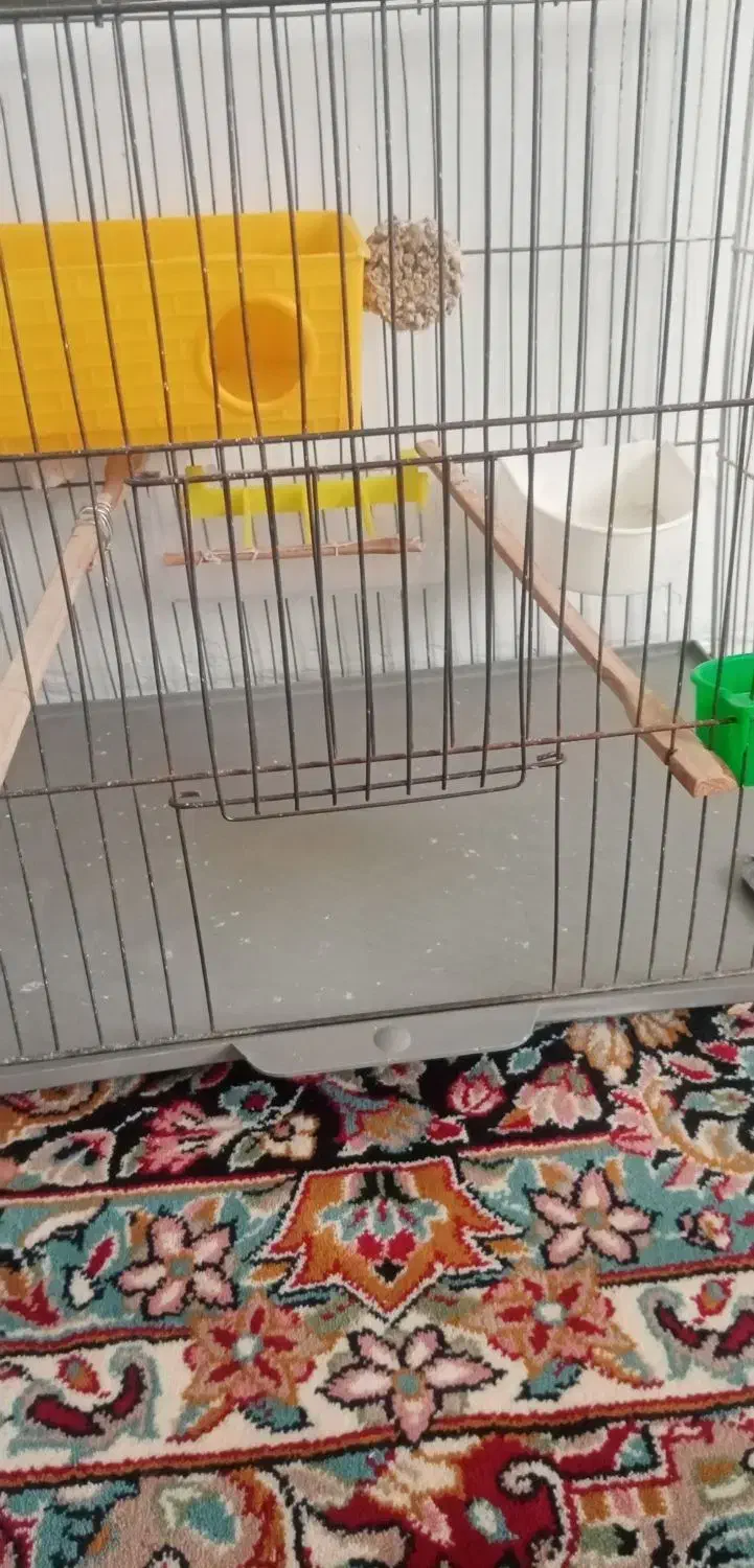قفس پرنده وعروس هلندی|لوازم جانبی حیوانات|کرمان, |دیوار