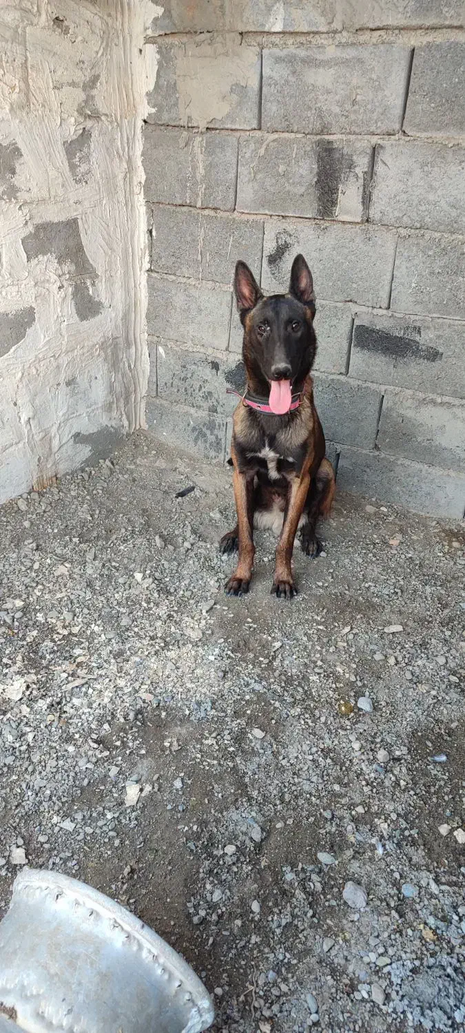 سگ مالینیوز رودان|سگ|رودان, |دیوار