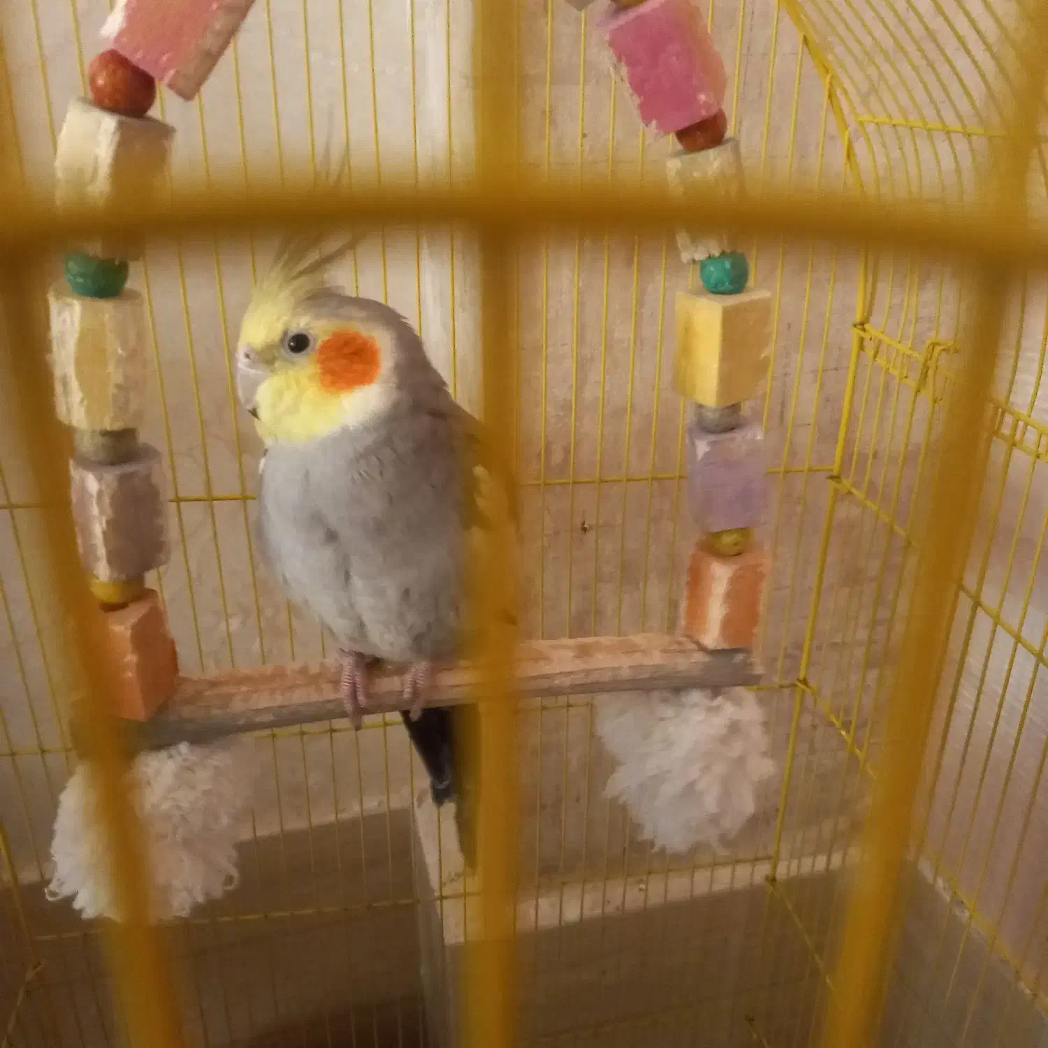 عروس هلندی دوتا نر تکی هم میدم|پرنده|تربت‌حیدریه, بازار|دیوار