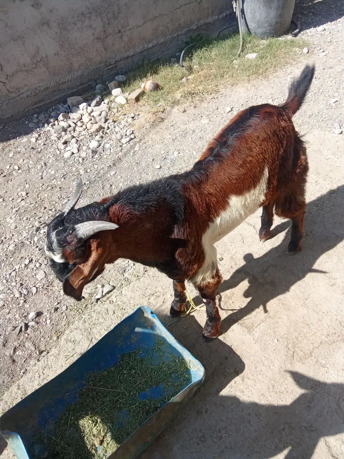 2عدد چپشت پاکستانی چاق به فروش می رسد|حیوانات مزرعه|میناب, |دیوار