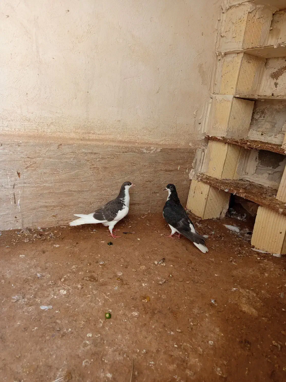 کبوتر شهری|پرنده|امیدیه, |دیوار