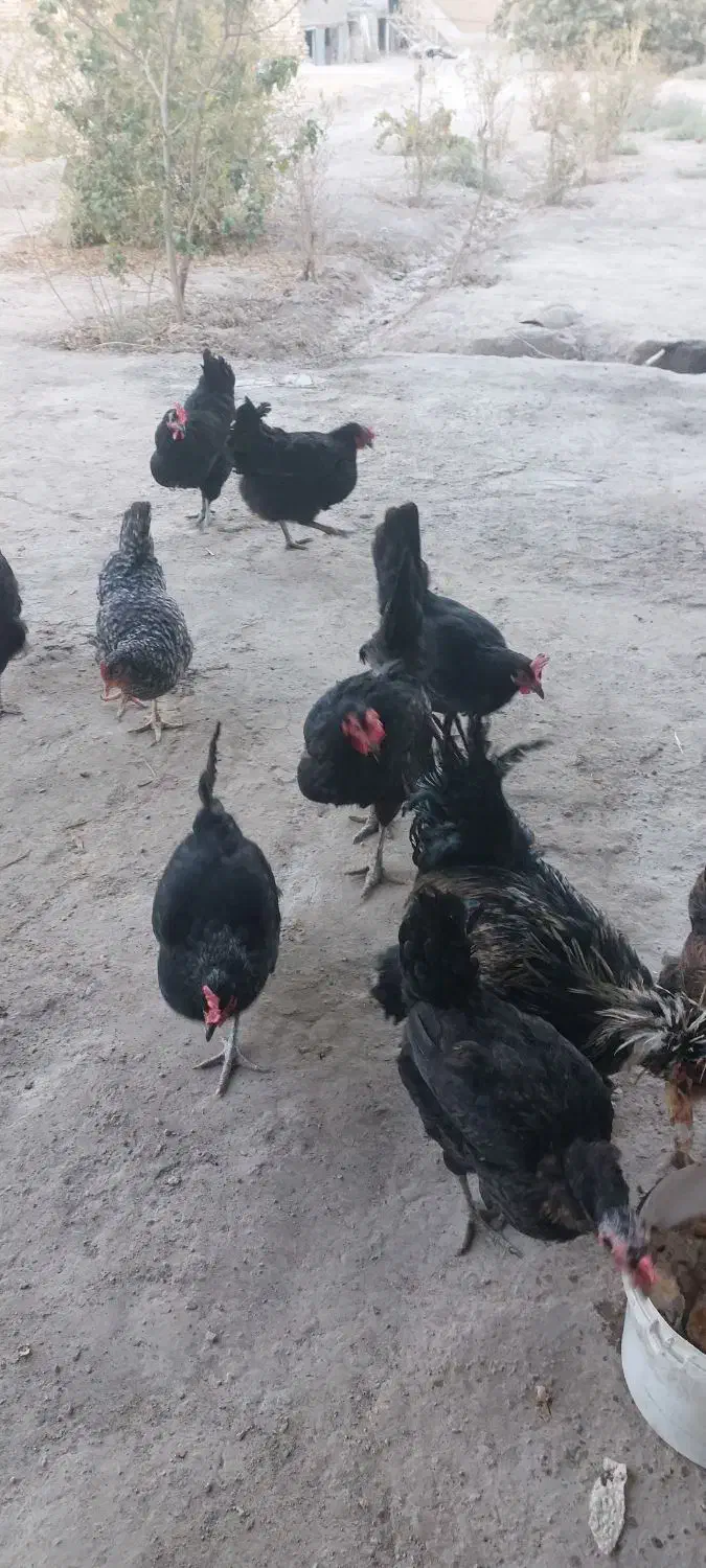 مرغ بومی|حیوانات مزرعه|کاشان, پامنار|دیوار