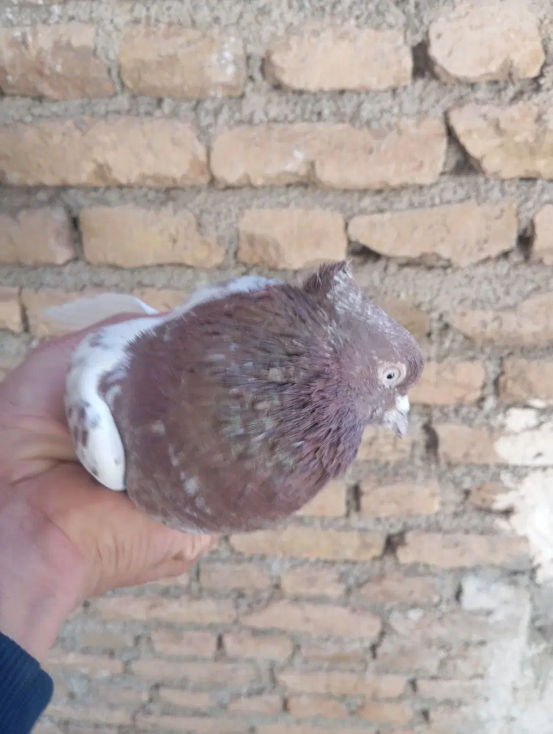 کبوتر|پرنده|مرند, |دیوار