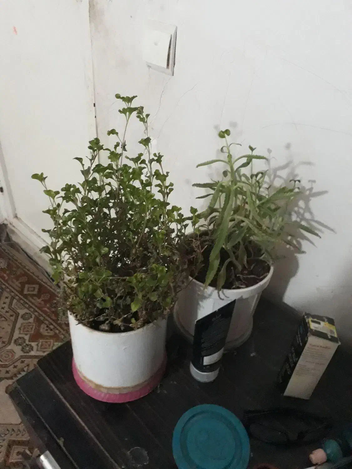 ب علت جابجابی|گل و گیاه طبیعی|مسجد سلیمان, |دیوار