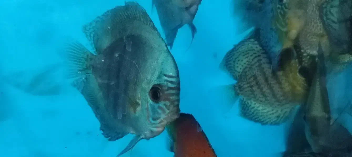 گله دیسکس مولد|ماهی|مشهد, فرودگاه|دیوار