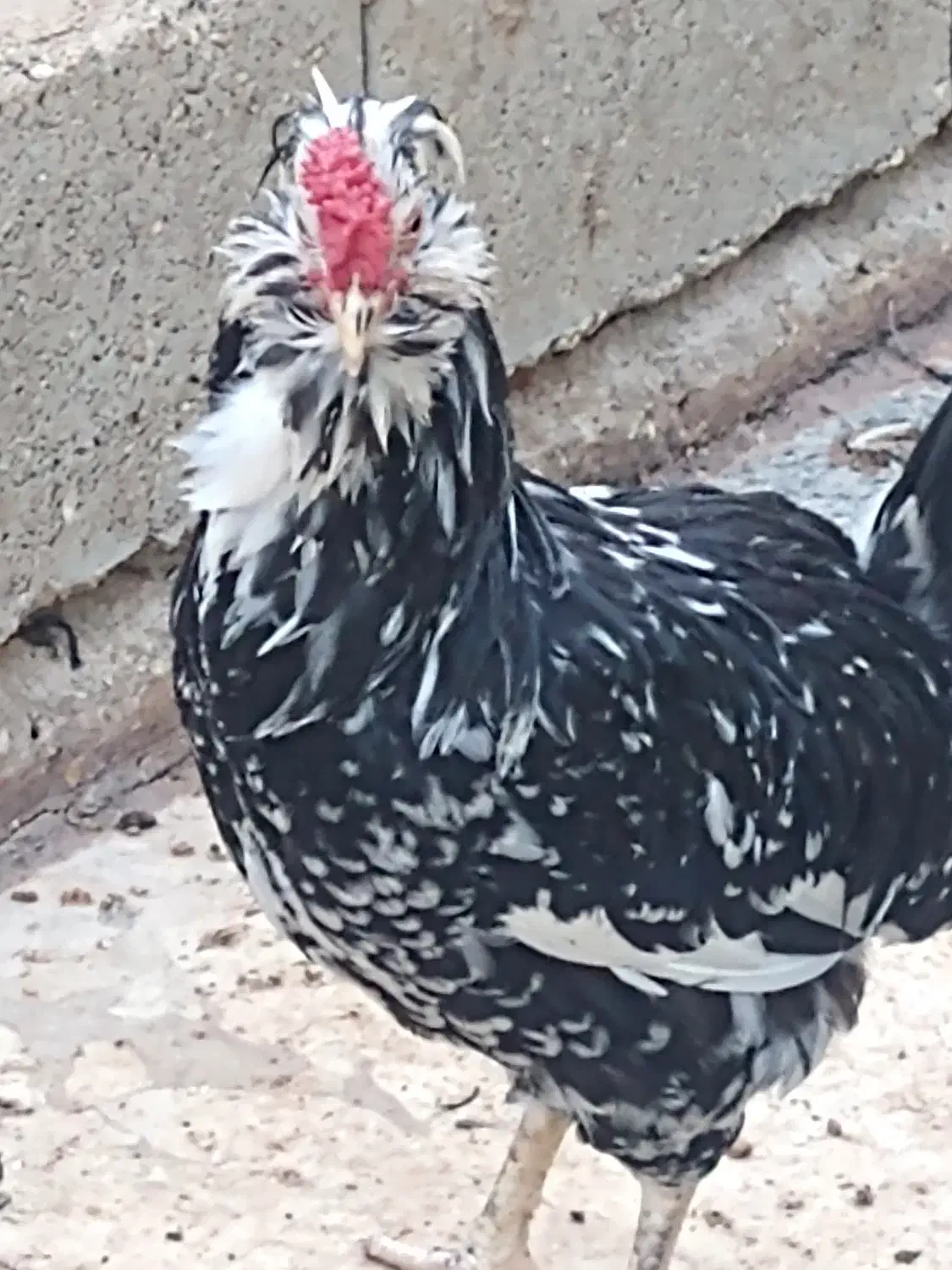 مرغ و خروس گلین ریشوچهل تاج|حیوانات مزرعه|ارژن, |دیوار