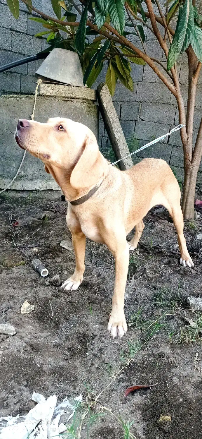 سگ شکاری|سگ|رشت, حمیدیان|دیوار