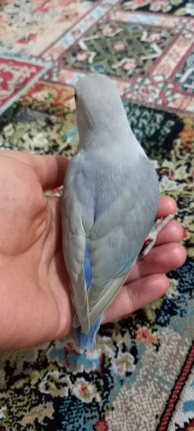 طوطی برزیلی کوتوله رام و دستی حلقه پا زیبا|پرنده|باغستان, |دیوار