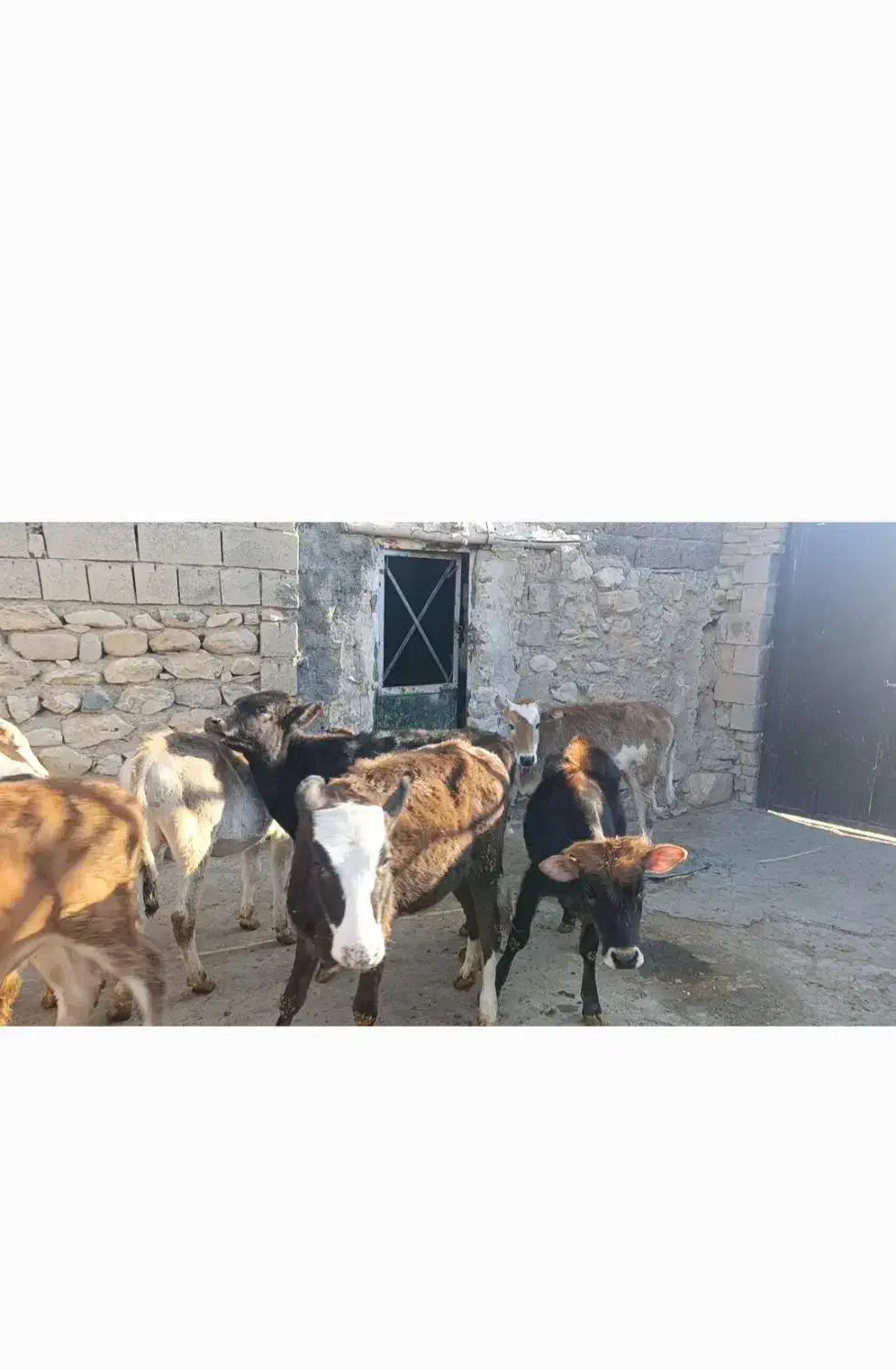 گوساله ماده|حیوانات مزرعه|بیلوار, |دیوار