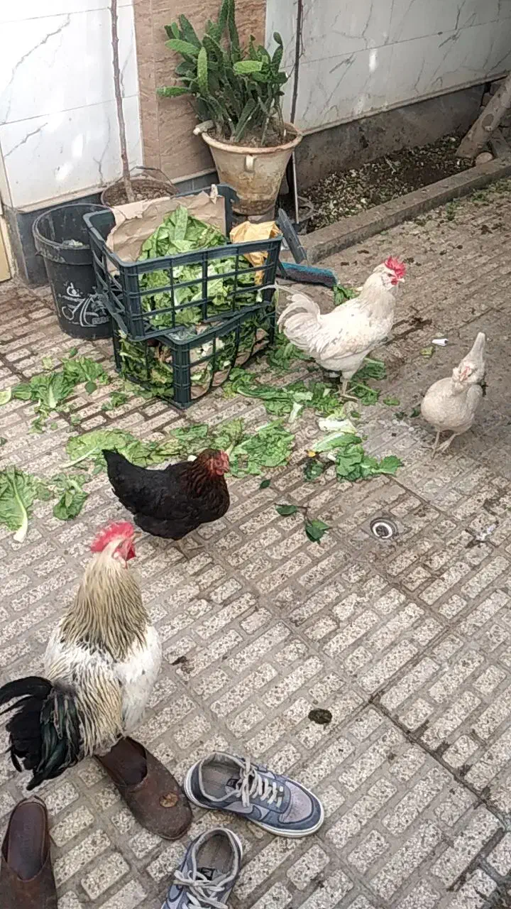 مرغ وخروس|حیوانات مزرعه|مرند, |دیوار