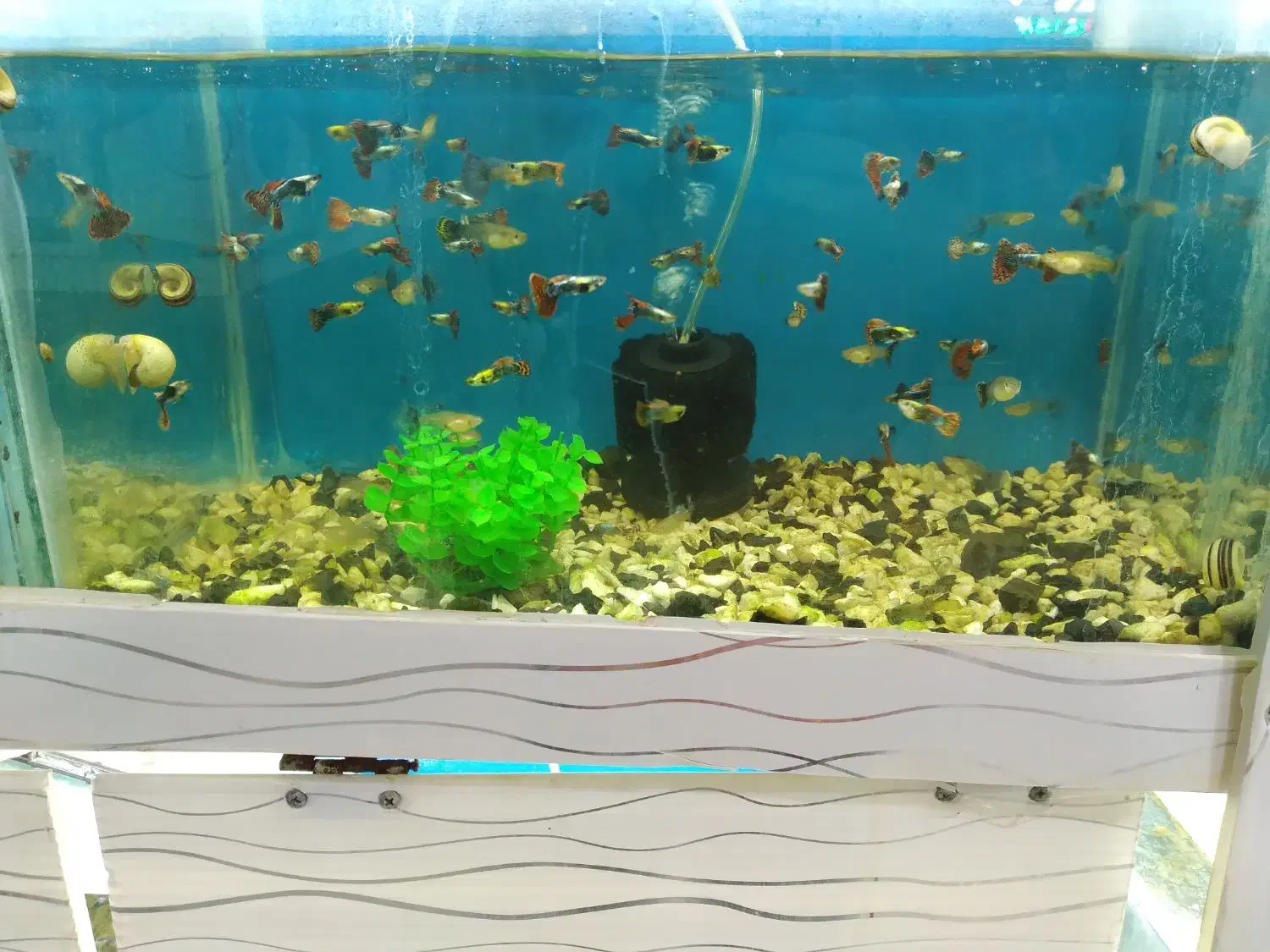 بارجدیدرسید|ماهی|اراک, |دیوار