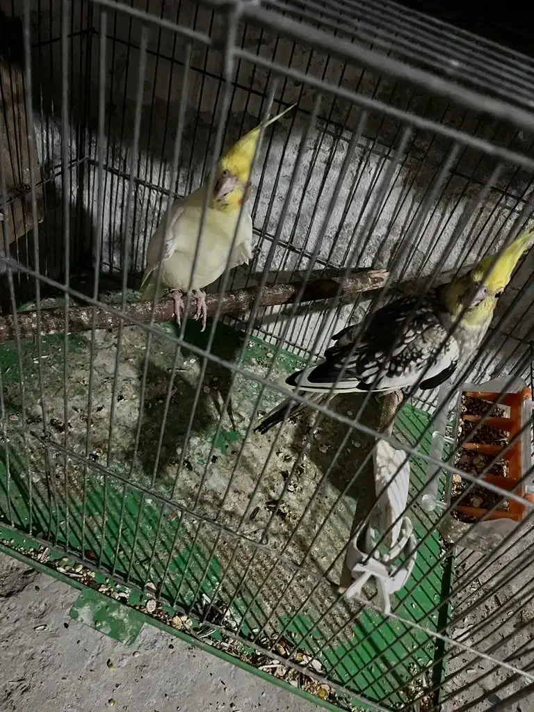 عروس هلندی جفت به شرط نطفه|پرنده|شاهین‌شهر, حافظ شمالی|دیوار