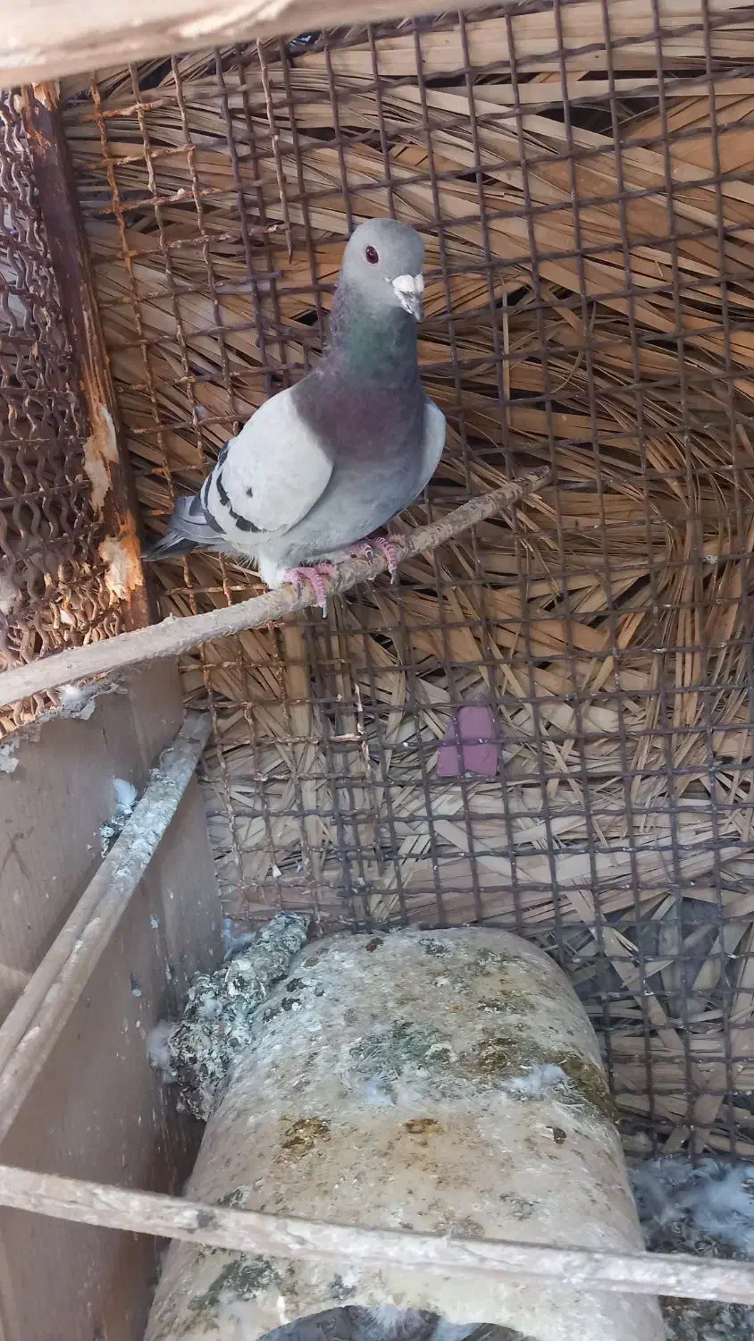 سبز کلاغ نر|پرنده|نرماشیر, |دیوار