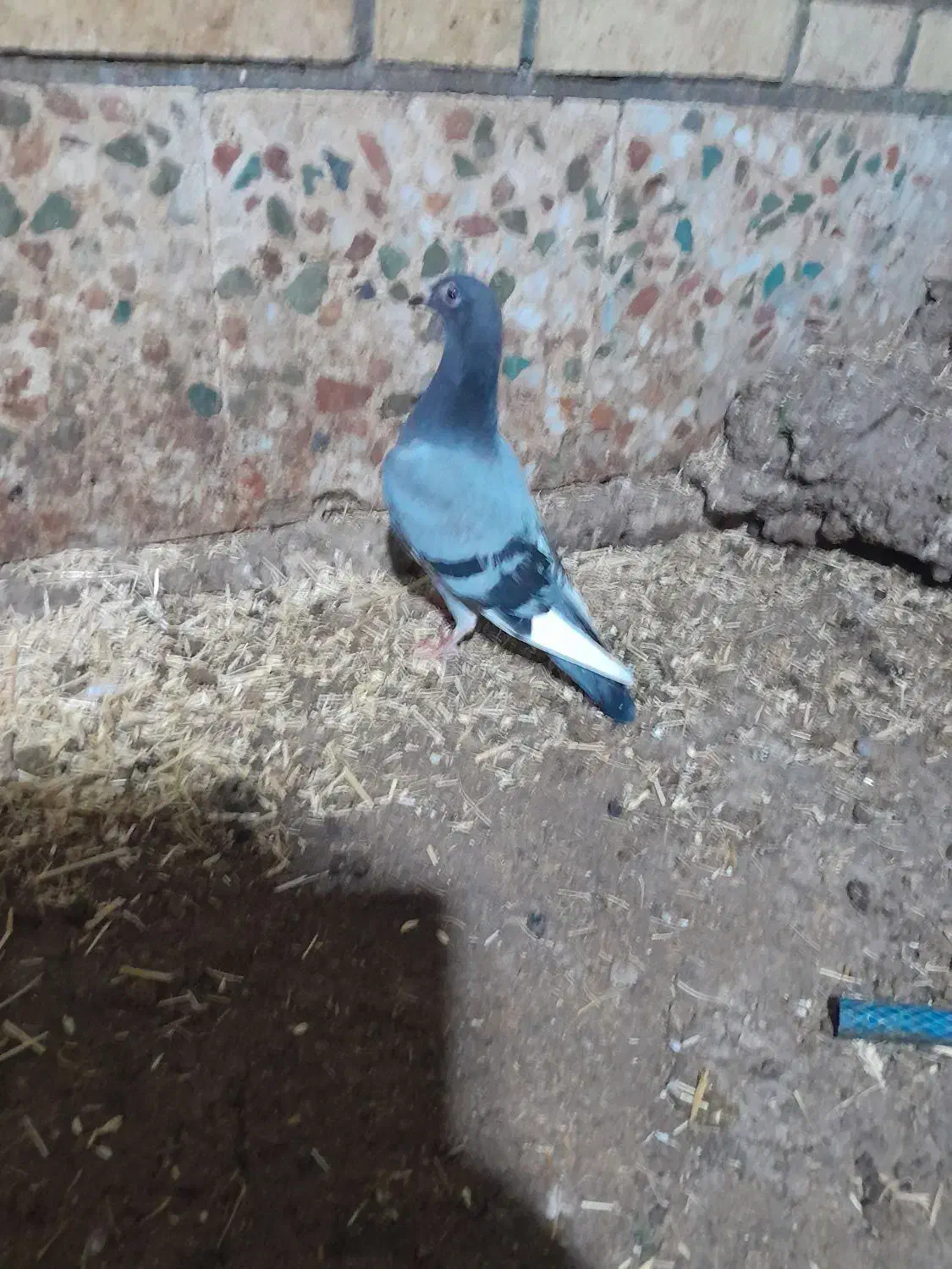 کبوتر جوجه پلاکی|پرنده|دزفول, |دیوار