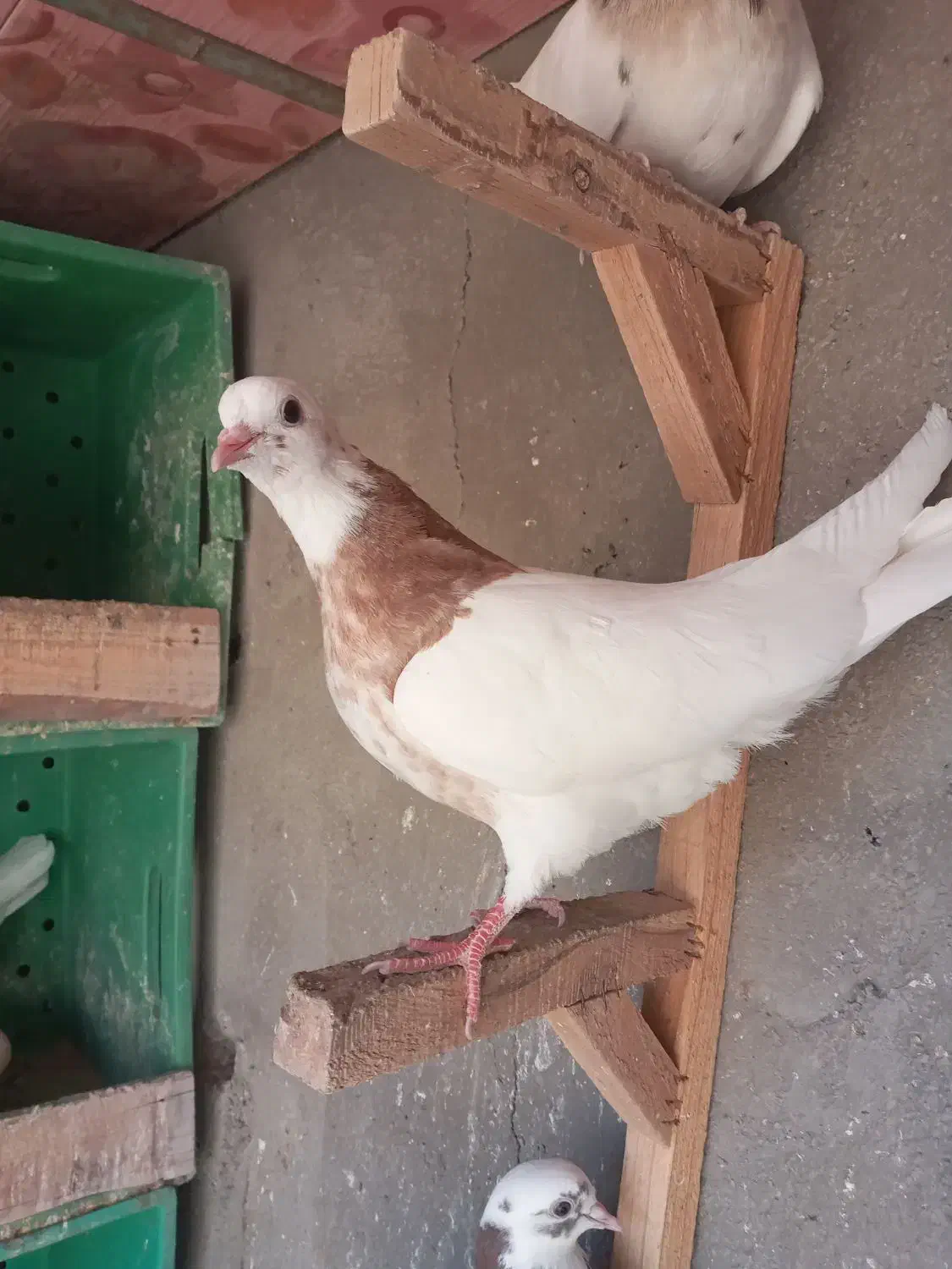 کبوتر طوقی|پرنده|قزوین, |دیوار