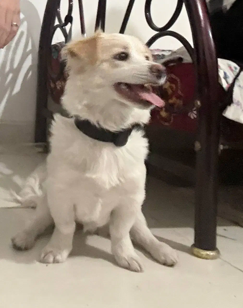 سگ اشپیتز کراس|سگ|رشت, جانبازان|دیوار