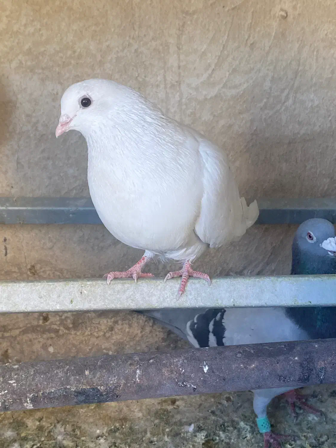 کفتر پرشی|پرنده|شاهین‌شهر, شهرک گلدیس|دیوار