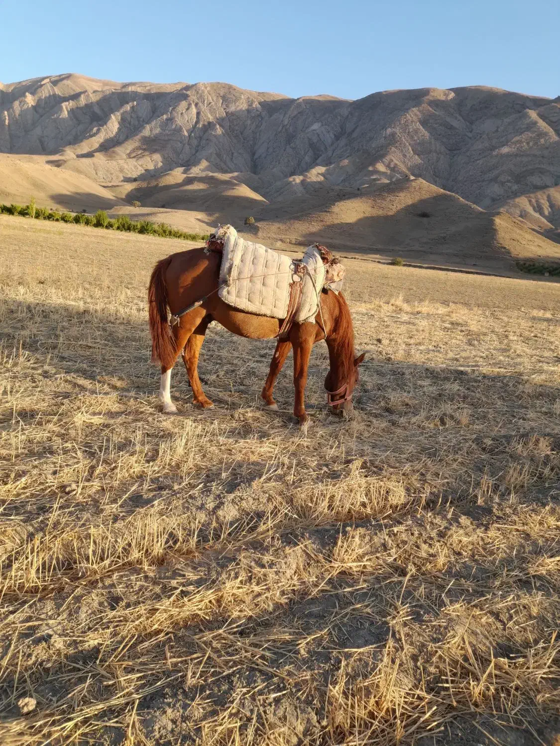 اسبیورقه|اسب و تجهیزات اسبسواری|شیروان (خراسان), |دیوار