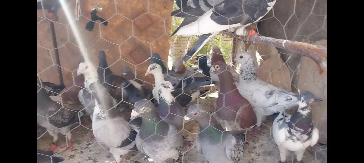 50 عدد کفتر پرشی ضد و خوردی|پرنده|عطاملک, |دیوار