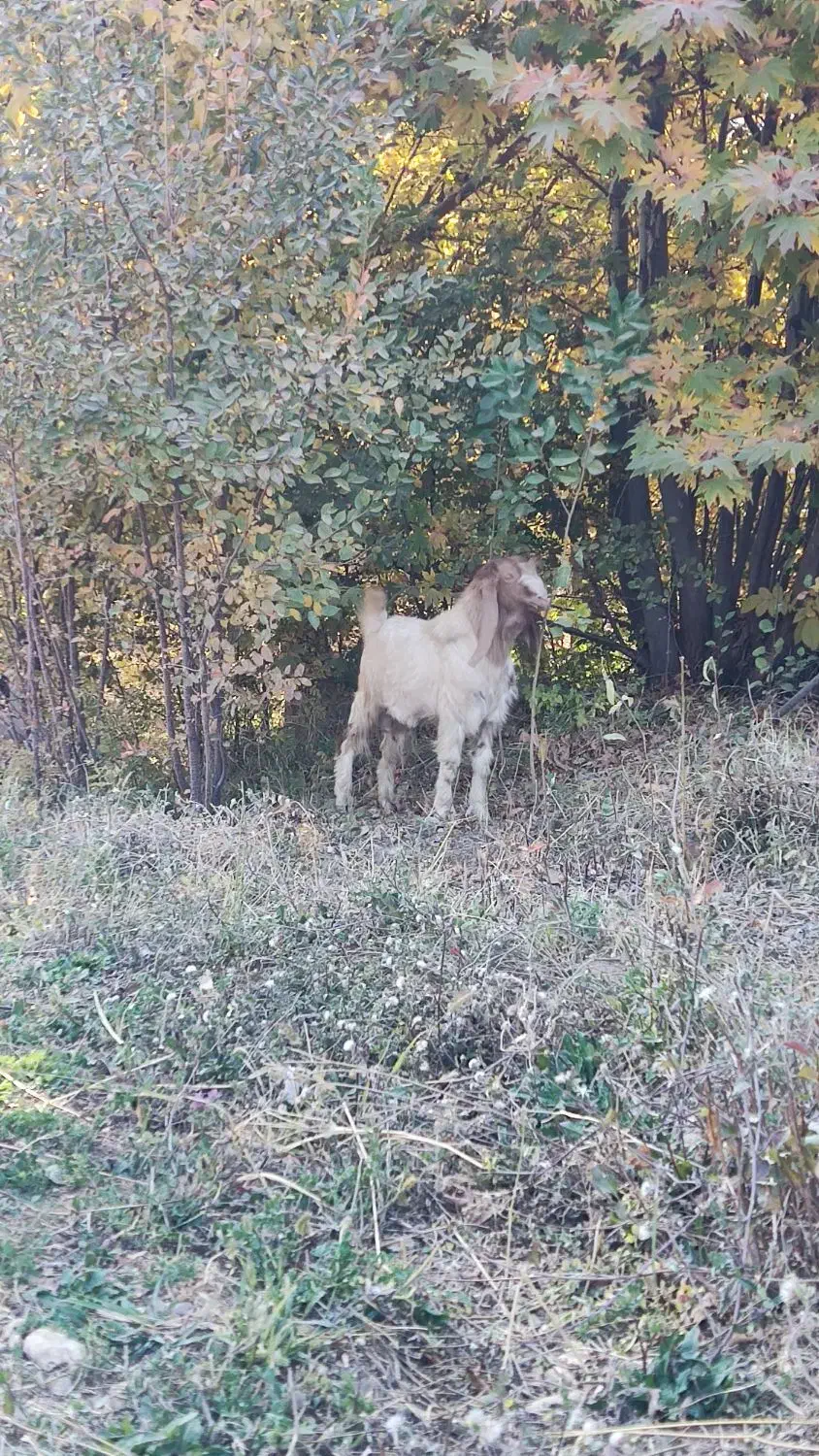 بز نر|حیوانات مزرعه|دینور, |دیوار