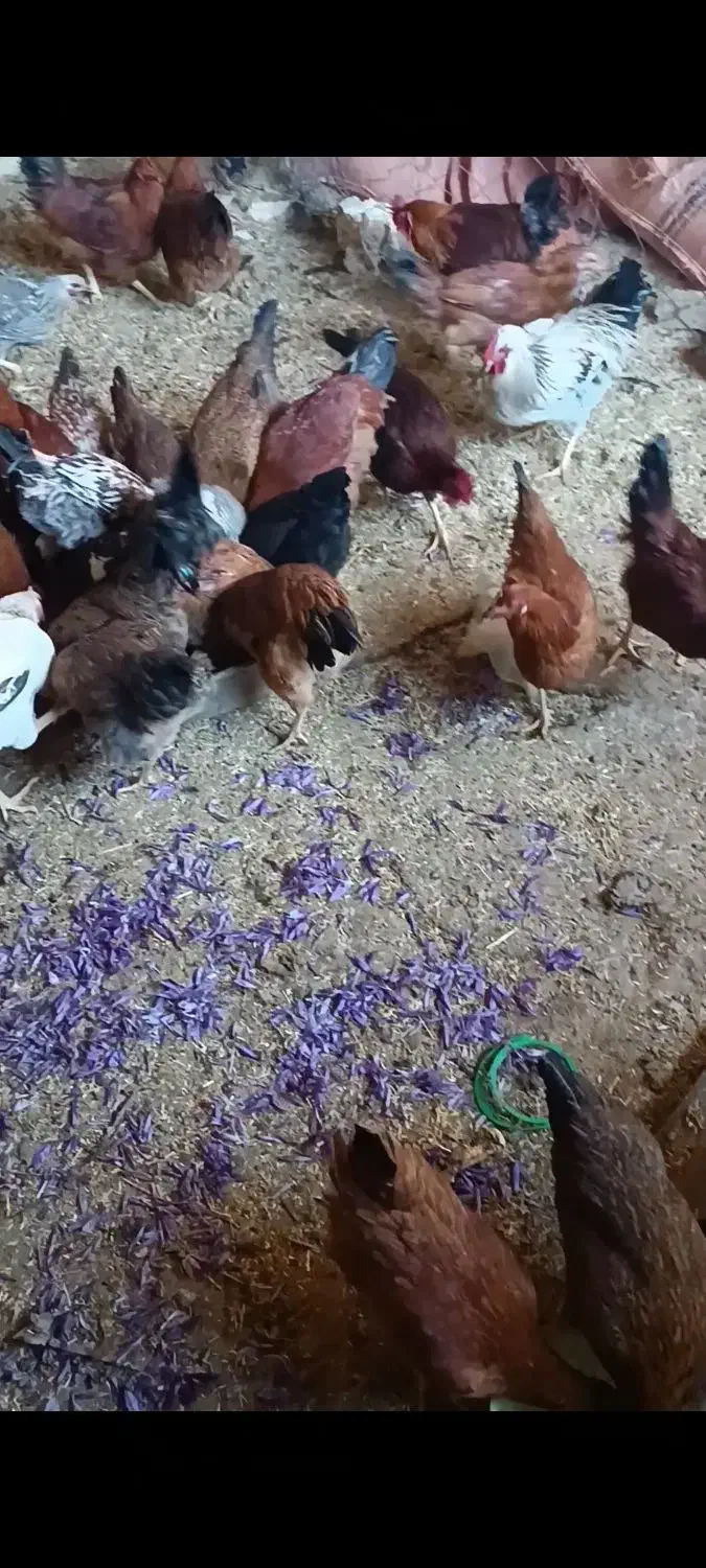 ده تا جوجه خروس چاق|حیوانات مزرعه|سلیمان, |دیوار