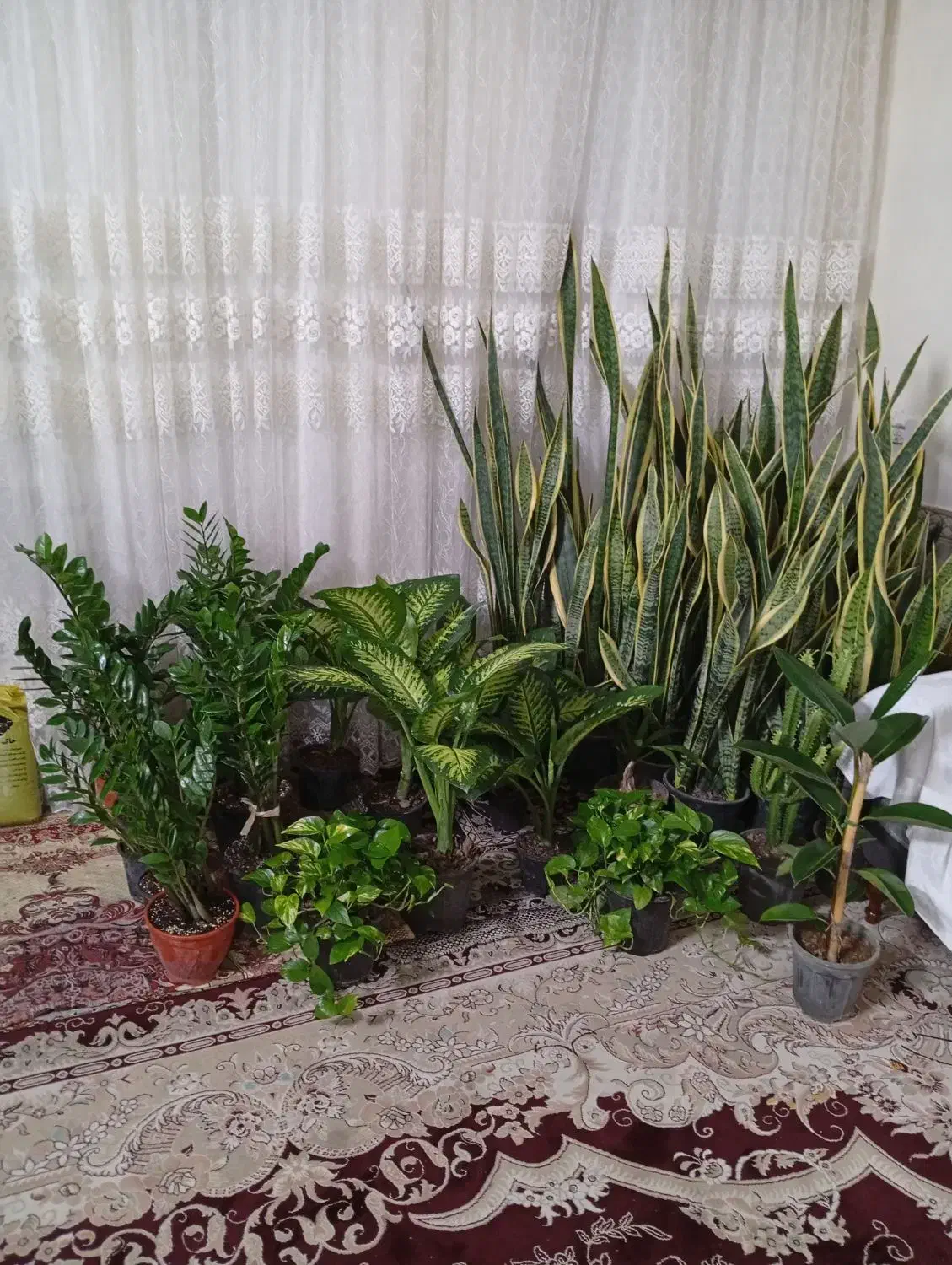 گلهای زیبا وشاداب|گل و گیاه طبیعی|مشهد, اروند|دیوار