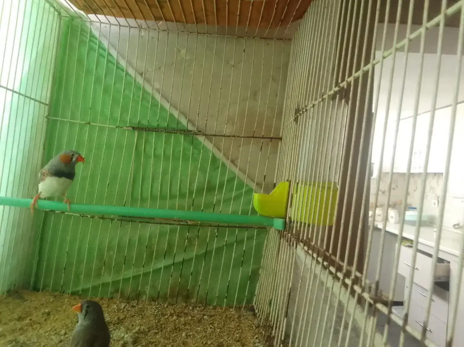 قفس پرنده|لوازم جانبی حیوانات|مشهد, عبادی|دیوار