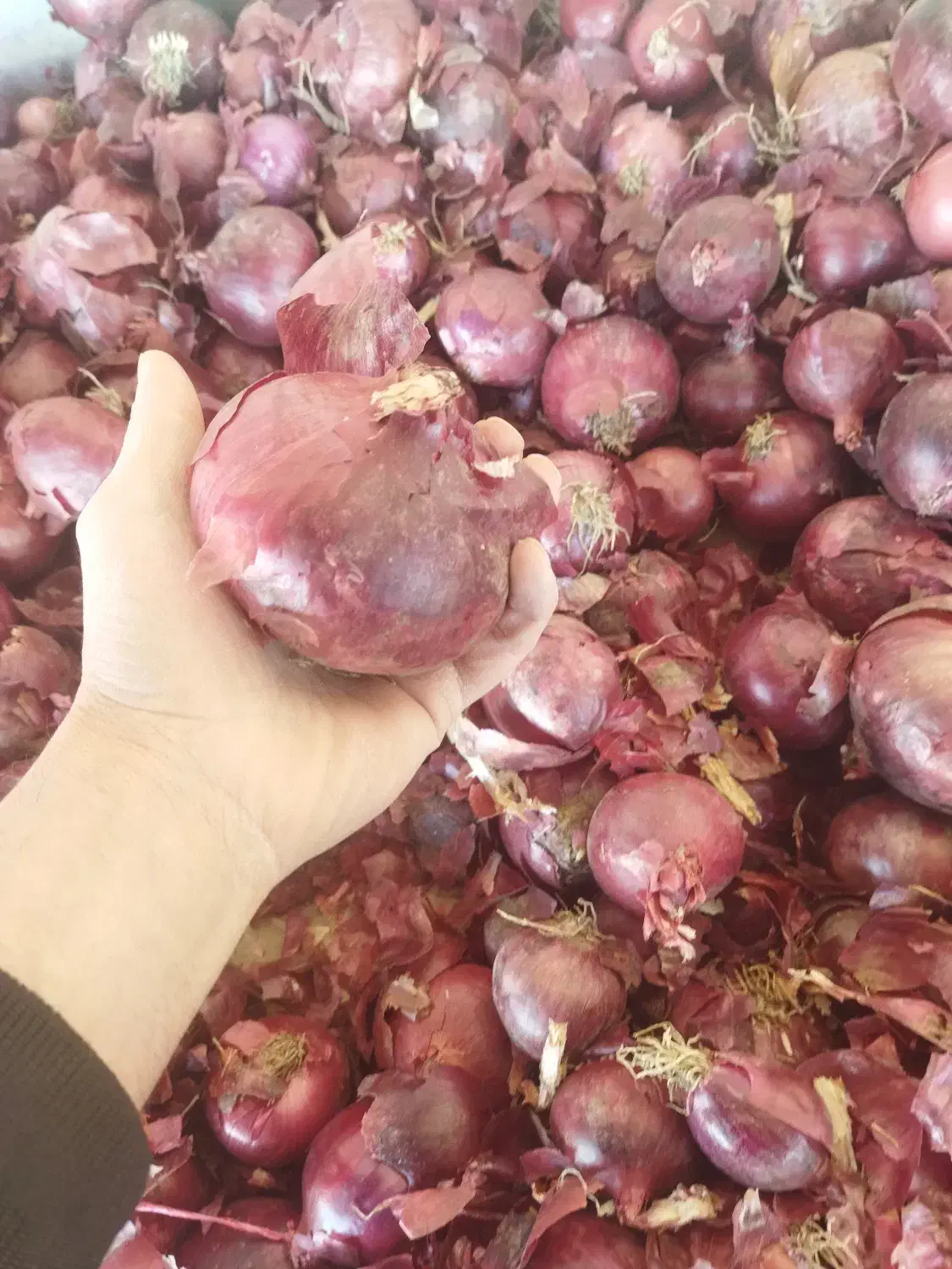 پیاز قرمز|خدمات باغبانی و درختکاری|نقده, |دیوار