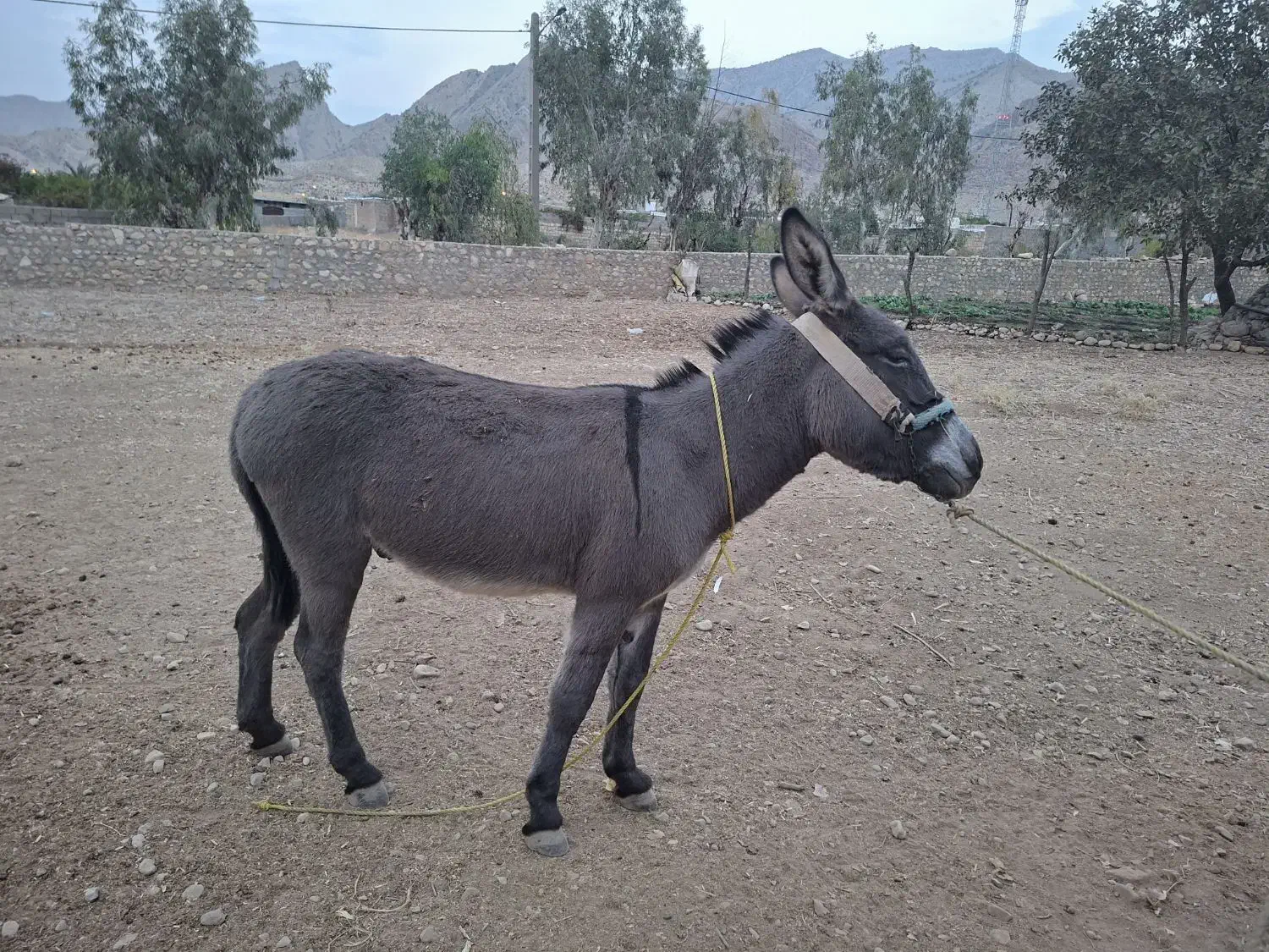 یک عدد الاغ باری|حیوانات مزرعه|دوگنبدان, |دیوار