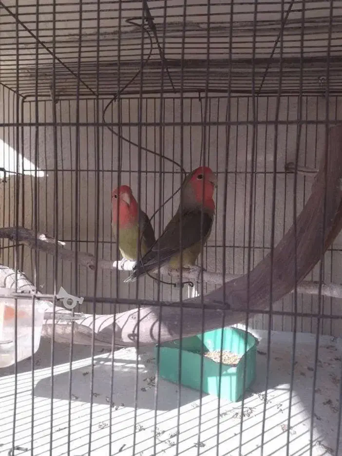 طوطی کوتوله برزیلی|پرنده|ساری, |دیوار