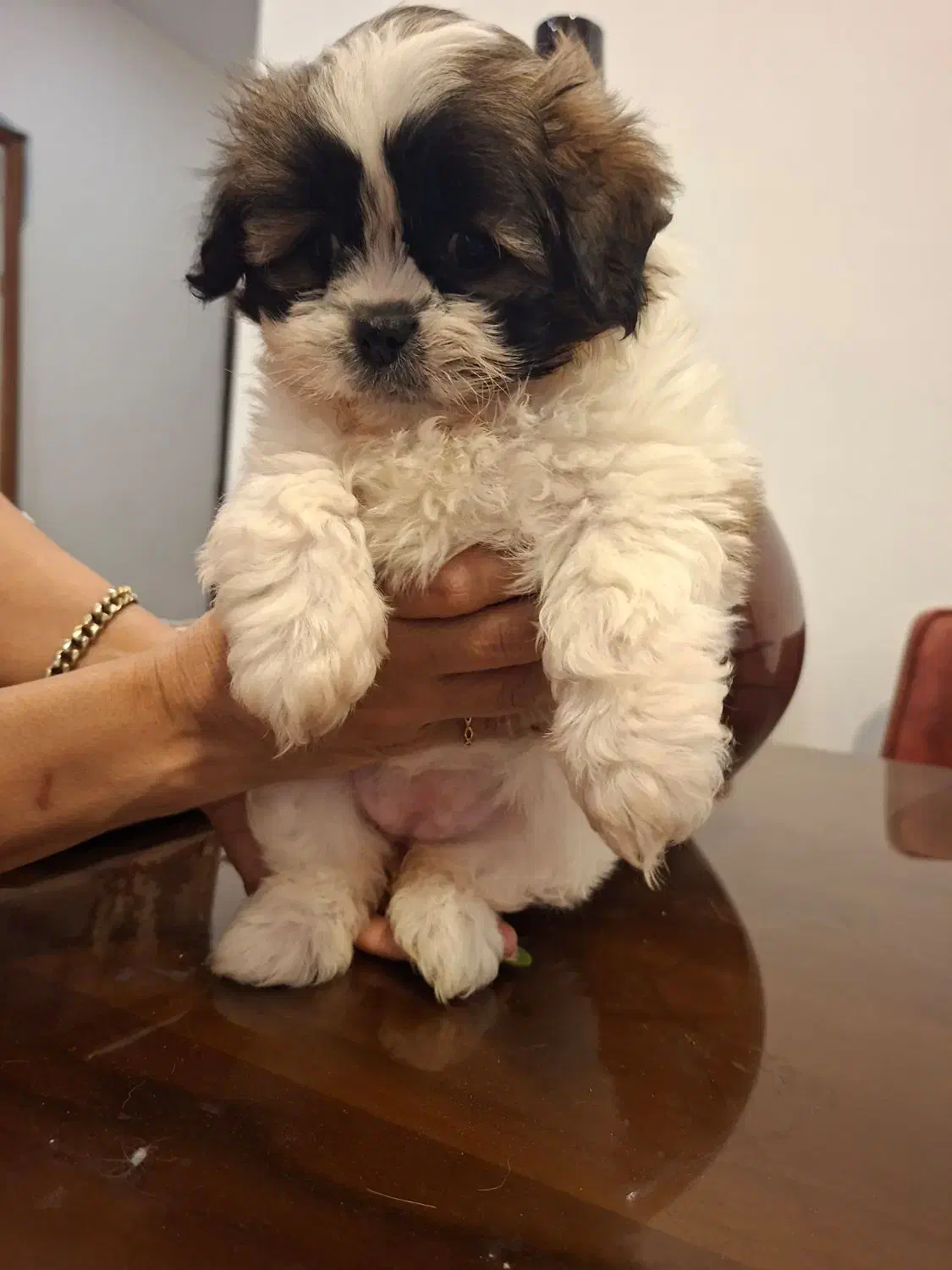 سگ پودل مالتز|سگ|پردیس, فاز ۱۱|دیوار